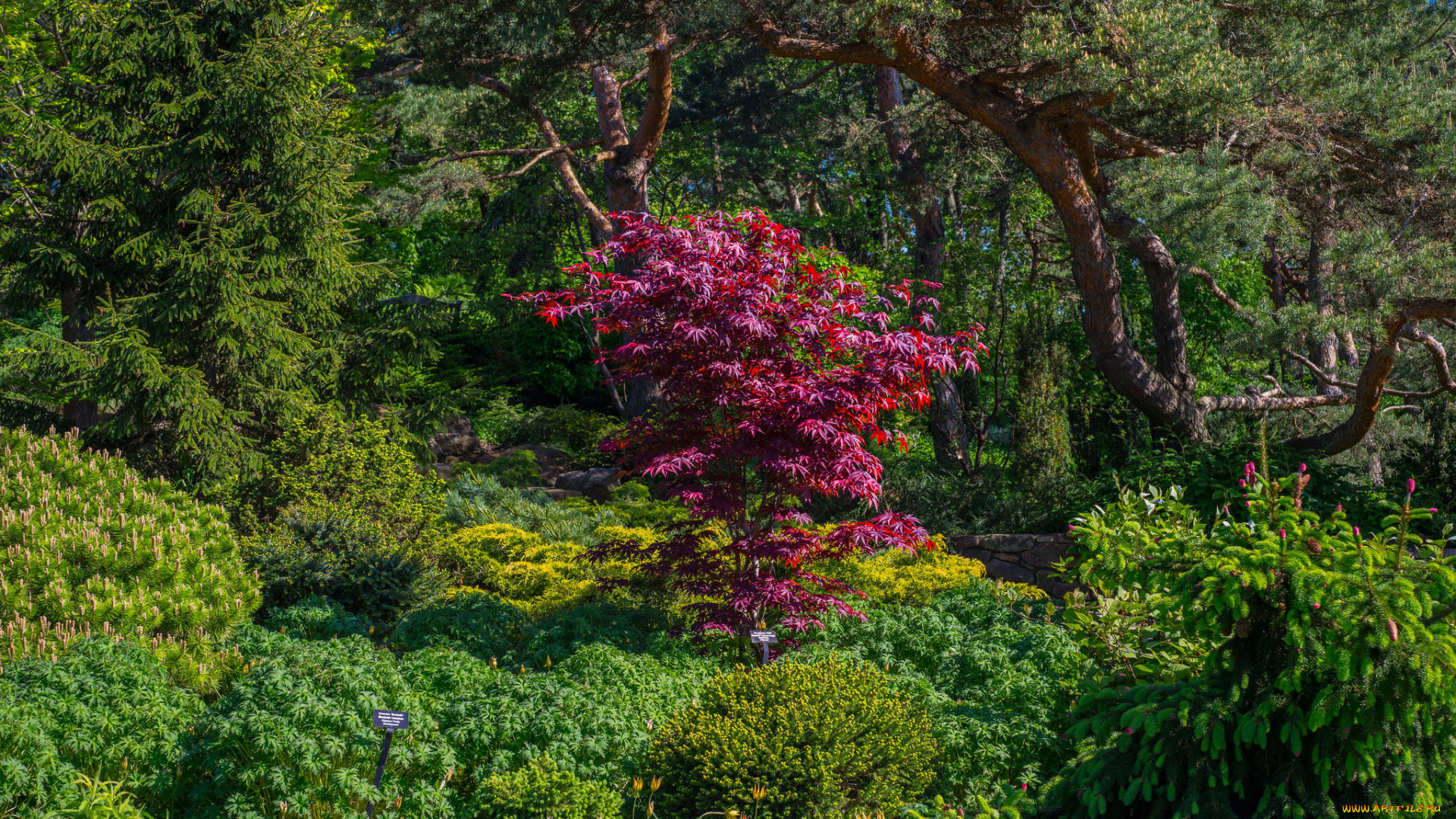 природа, парк, кусты, деревья