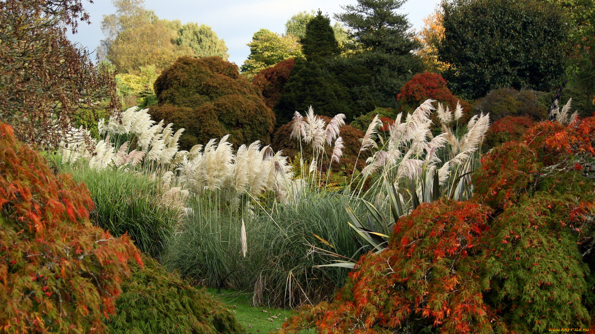 природа, парк, кусты, деревья, осень