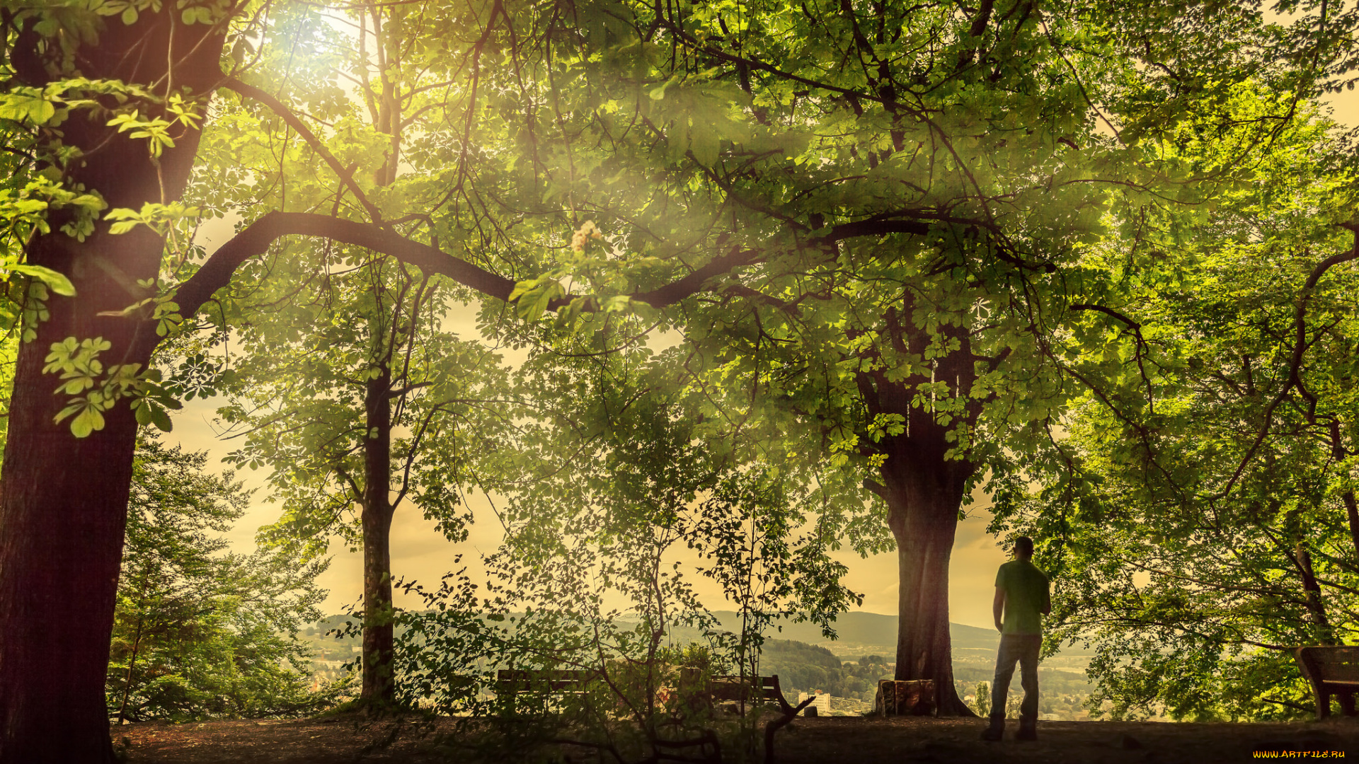 природа, парк, парень, деревья, лучи