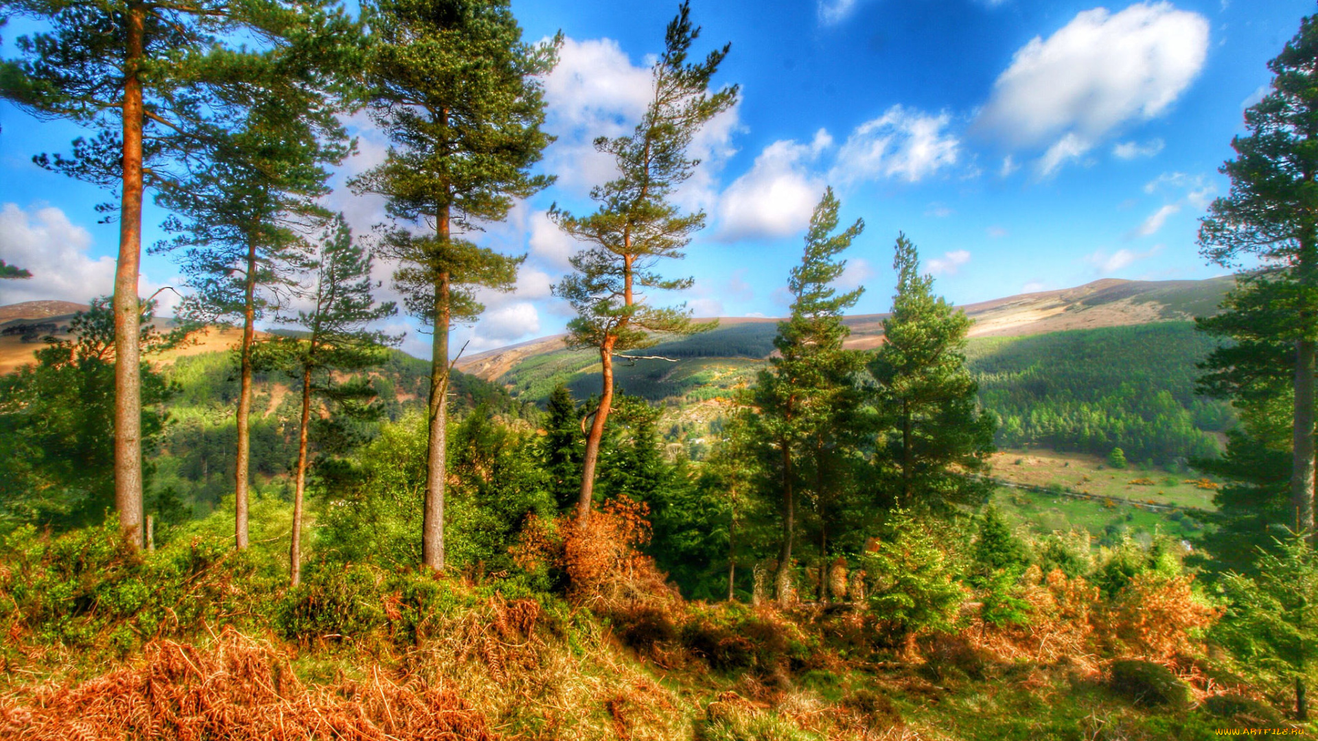 природа, пейзажи, кустарник, деревья