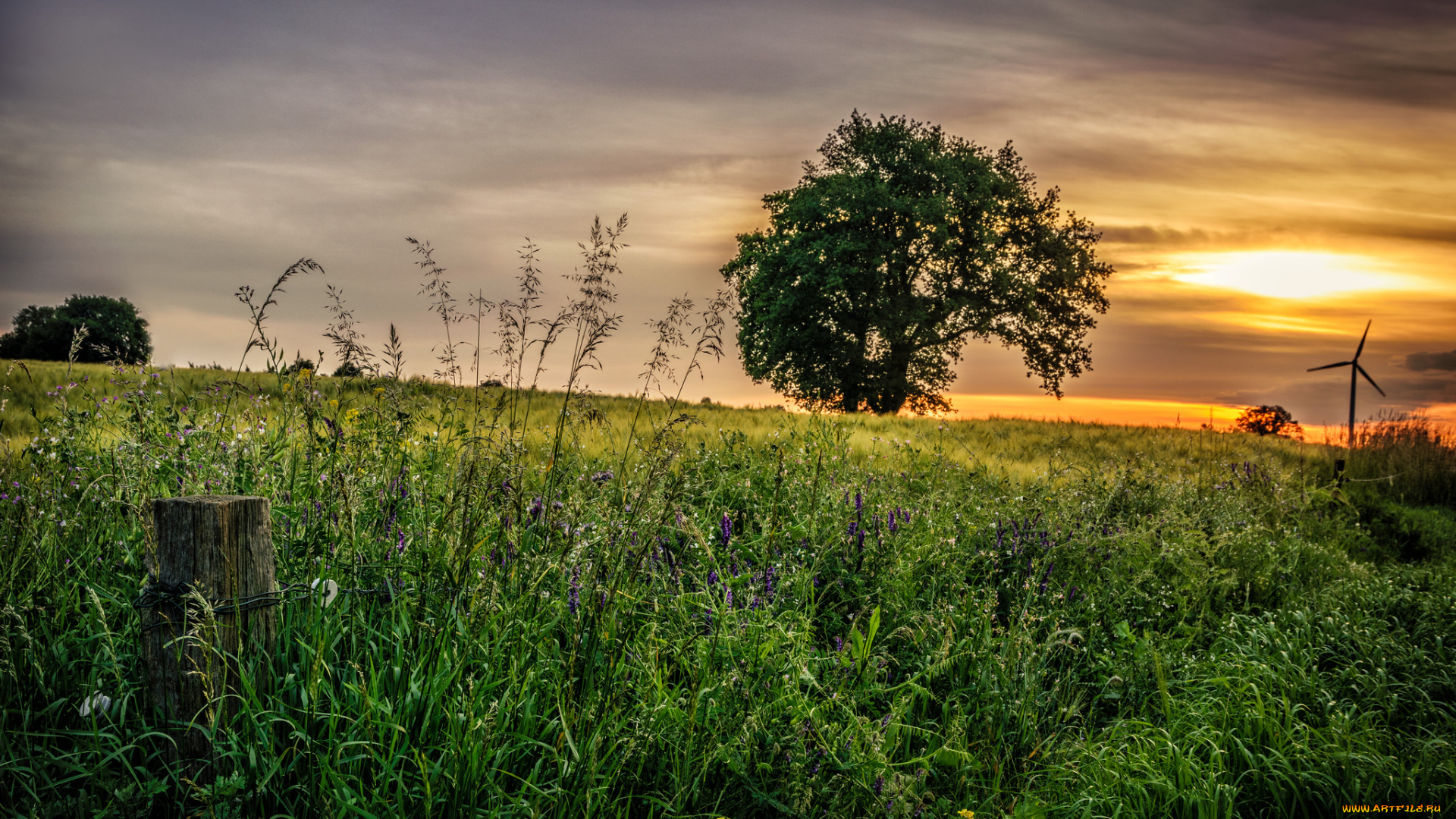 природа, пейзажи, поле, трава, дерево, тучи, свет