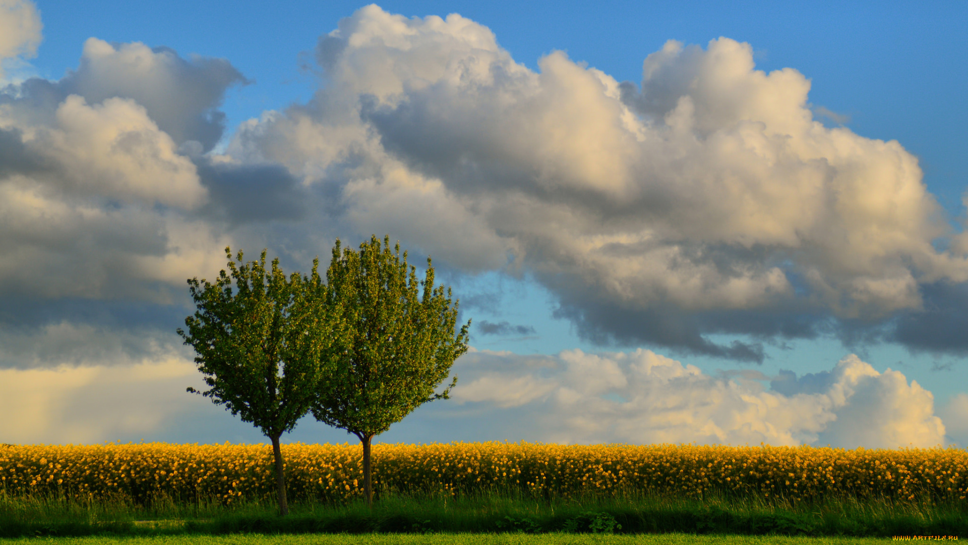 природа, поля, деревья, цветы, поле, облака, небо