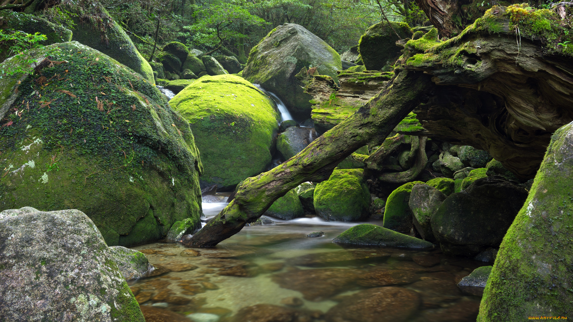 природа, реки, озера, japan, река, камни, поток, деревья, лес, Япония