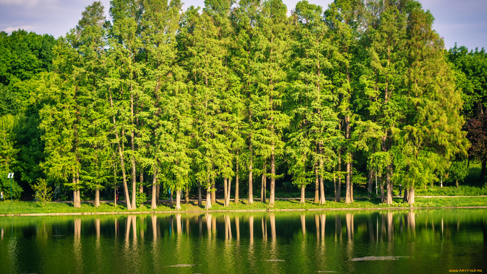 природа, реки, озера, небо, озеро, деревья, зелень, ряд
