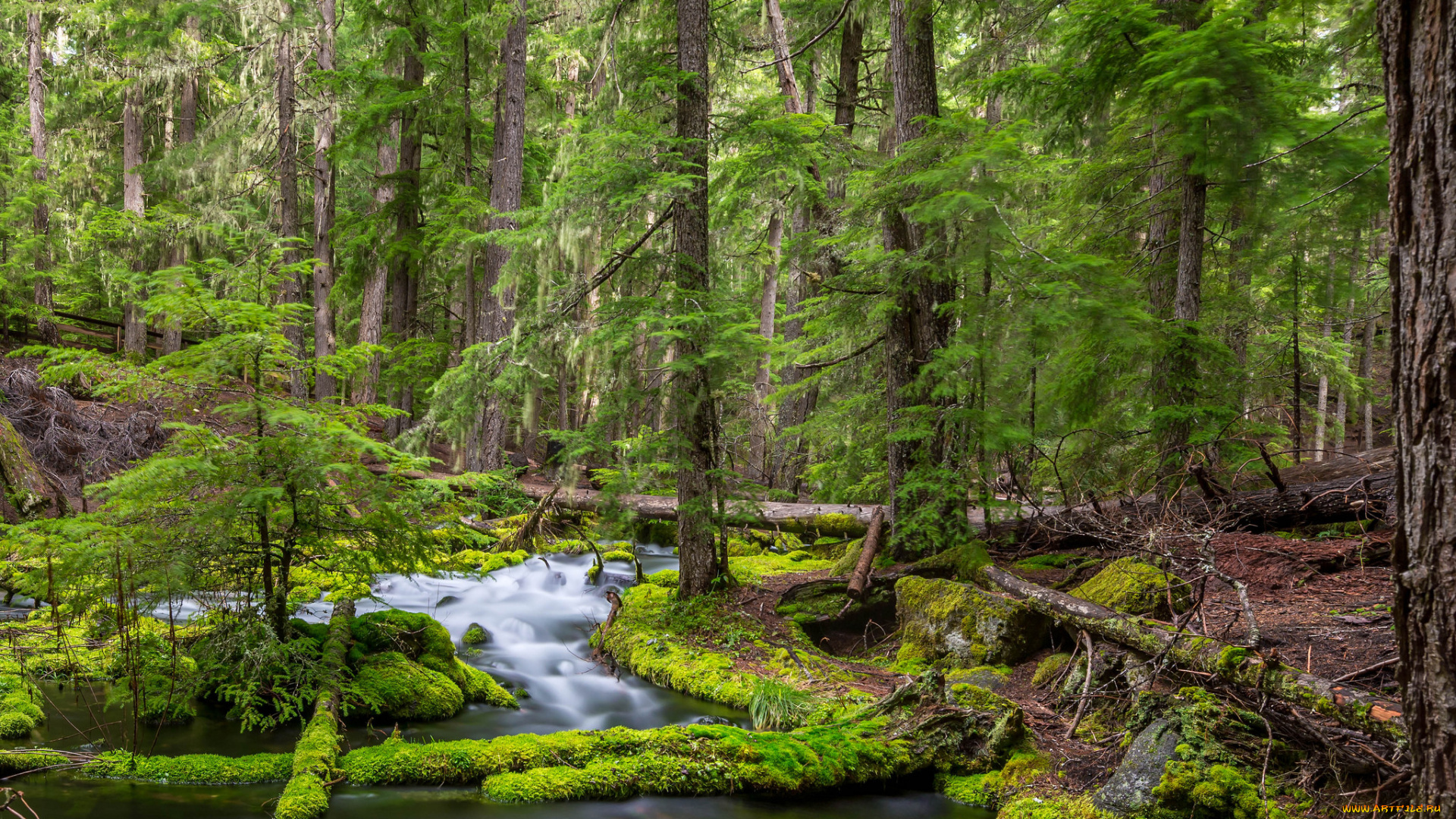 природа, реки, озера, река, лес