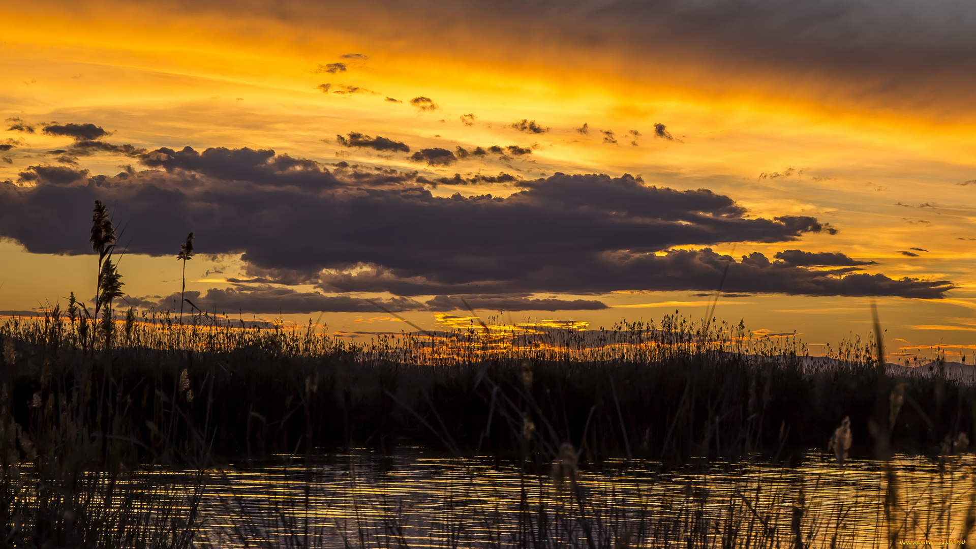 природа, восходы, закаты, небо, облака, закат, вечер, камыш