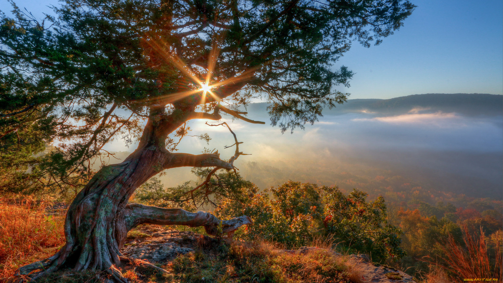 природа, восходы, закаты, сияние, крона, дерево, горы