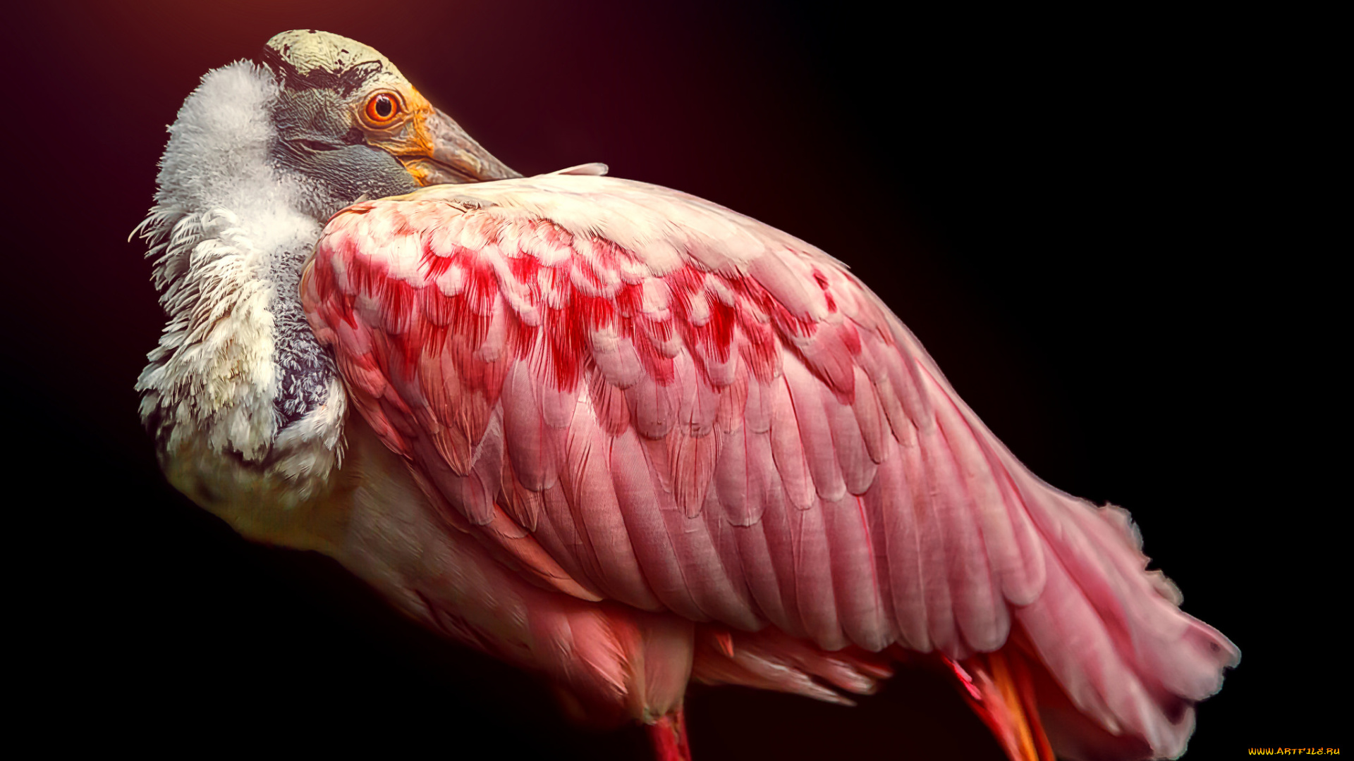животные, -, другое, розовая, птица, перья