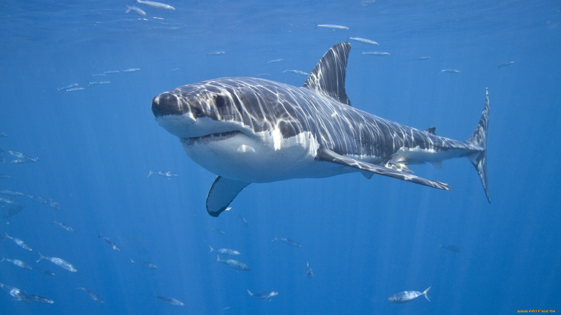 животные, акулы, белая, акула, рыбы, красава, море