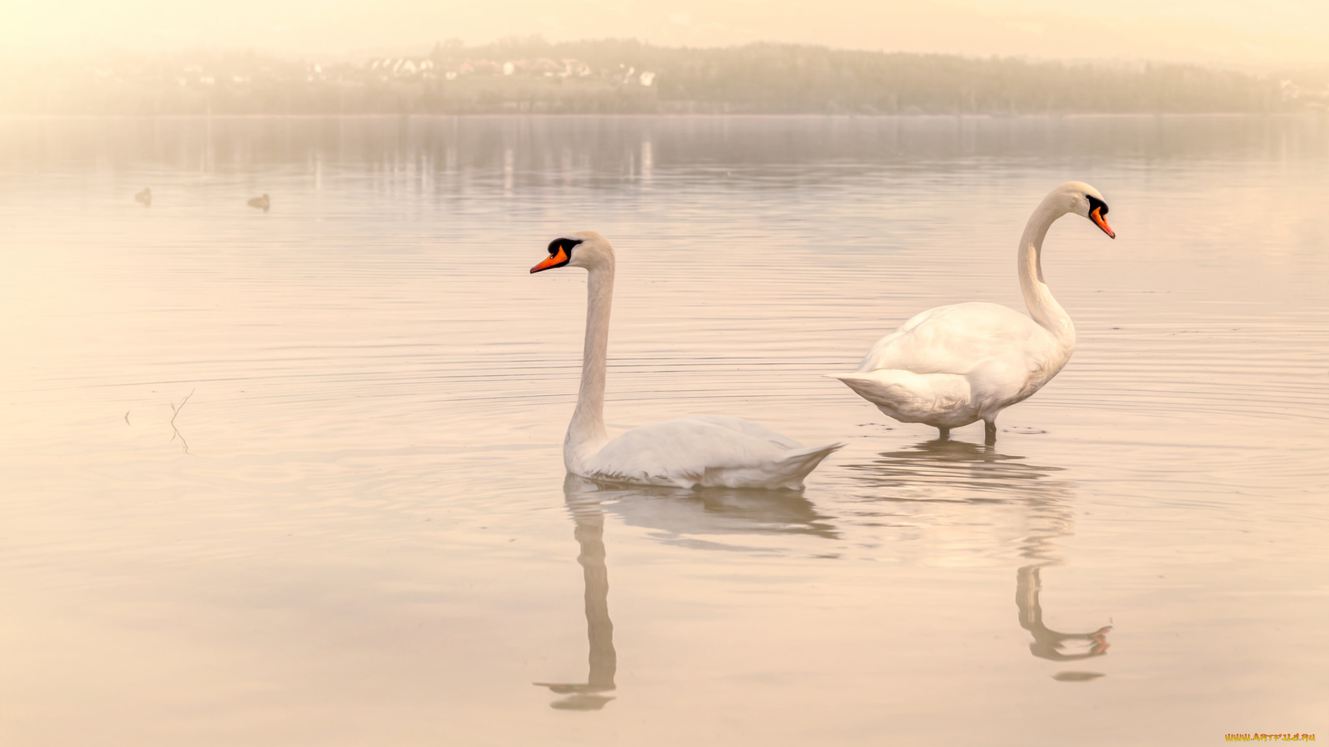 животные, лебеди, озеро, пара, вода