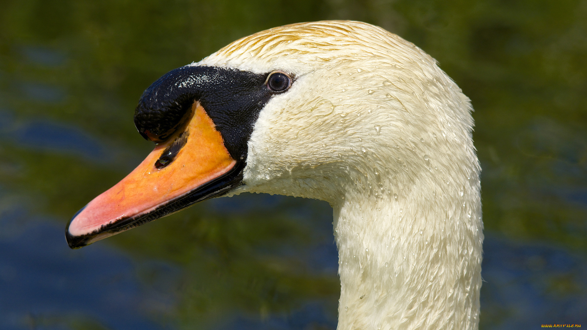 животные, лебеди, портрет, лебедь