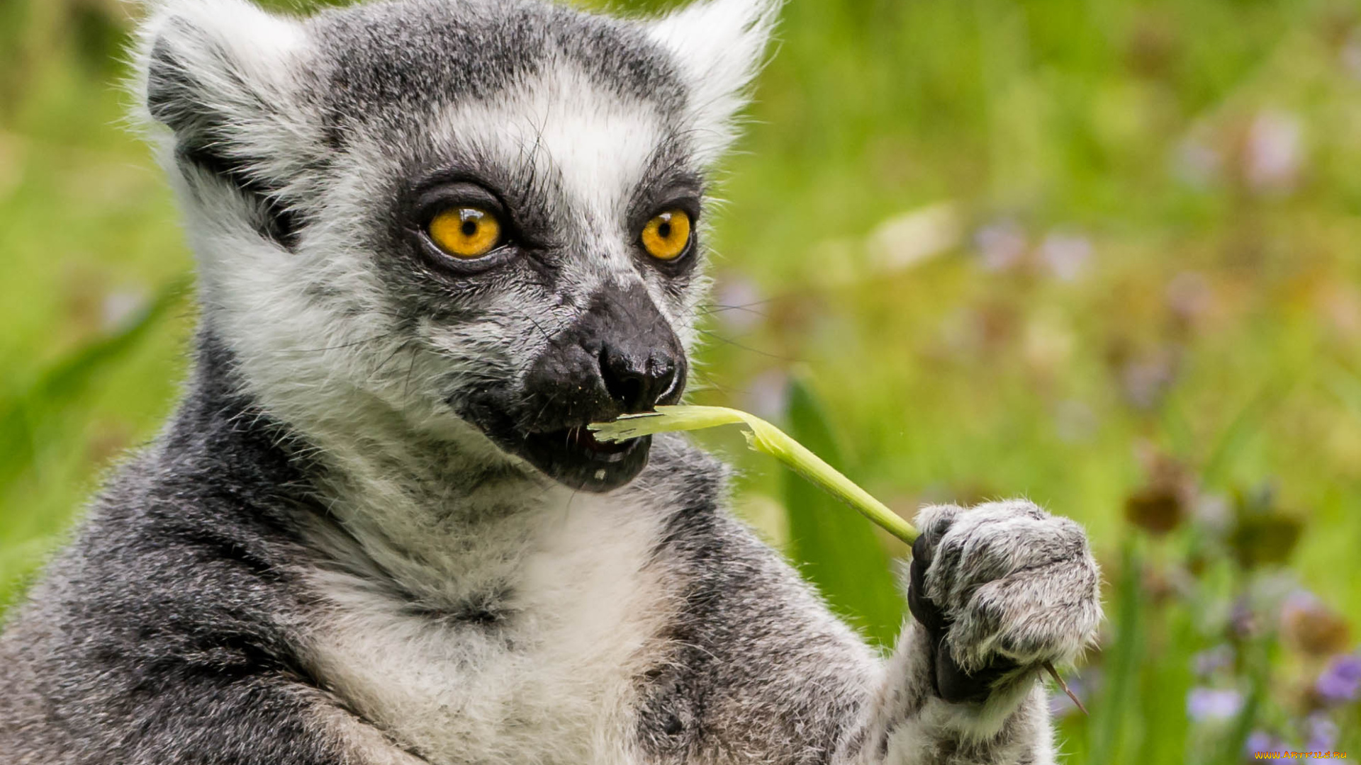 животные, лемуры, лемур, взгляд