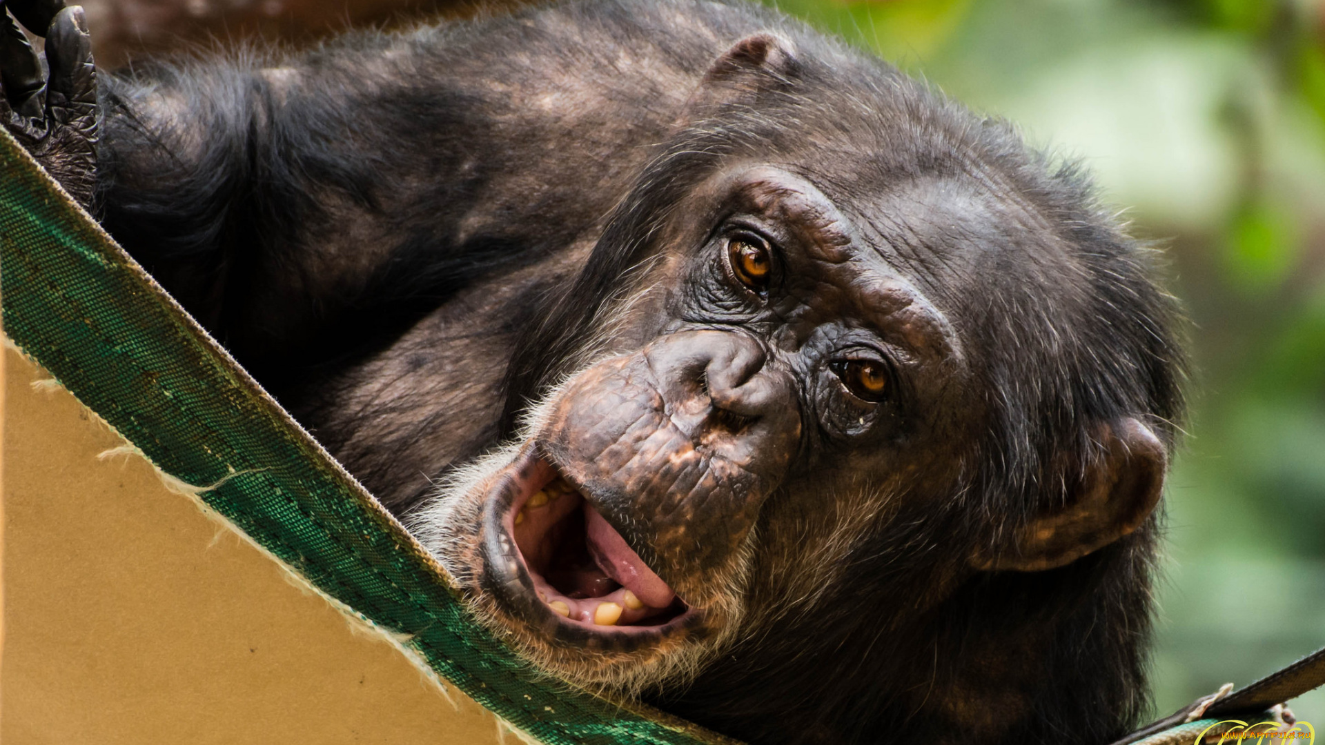 животные, обезьяны, гримаса, взгляд, обезьяна