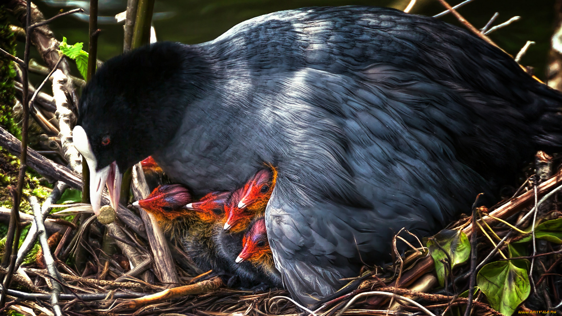 животные, птицы, птица, мама, малыши, птенцы, гнездо