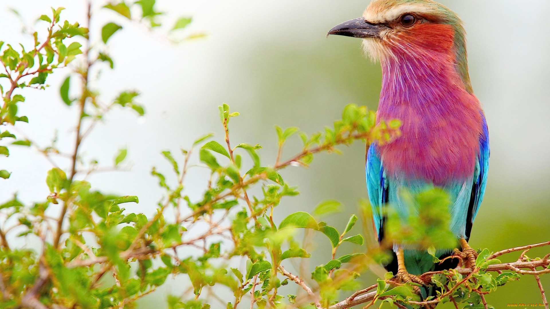 животные, сизоворонки, , ракши, ветки, птица, ласточкохвостая, сизоворонка, сиреневогрудая