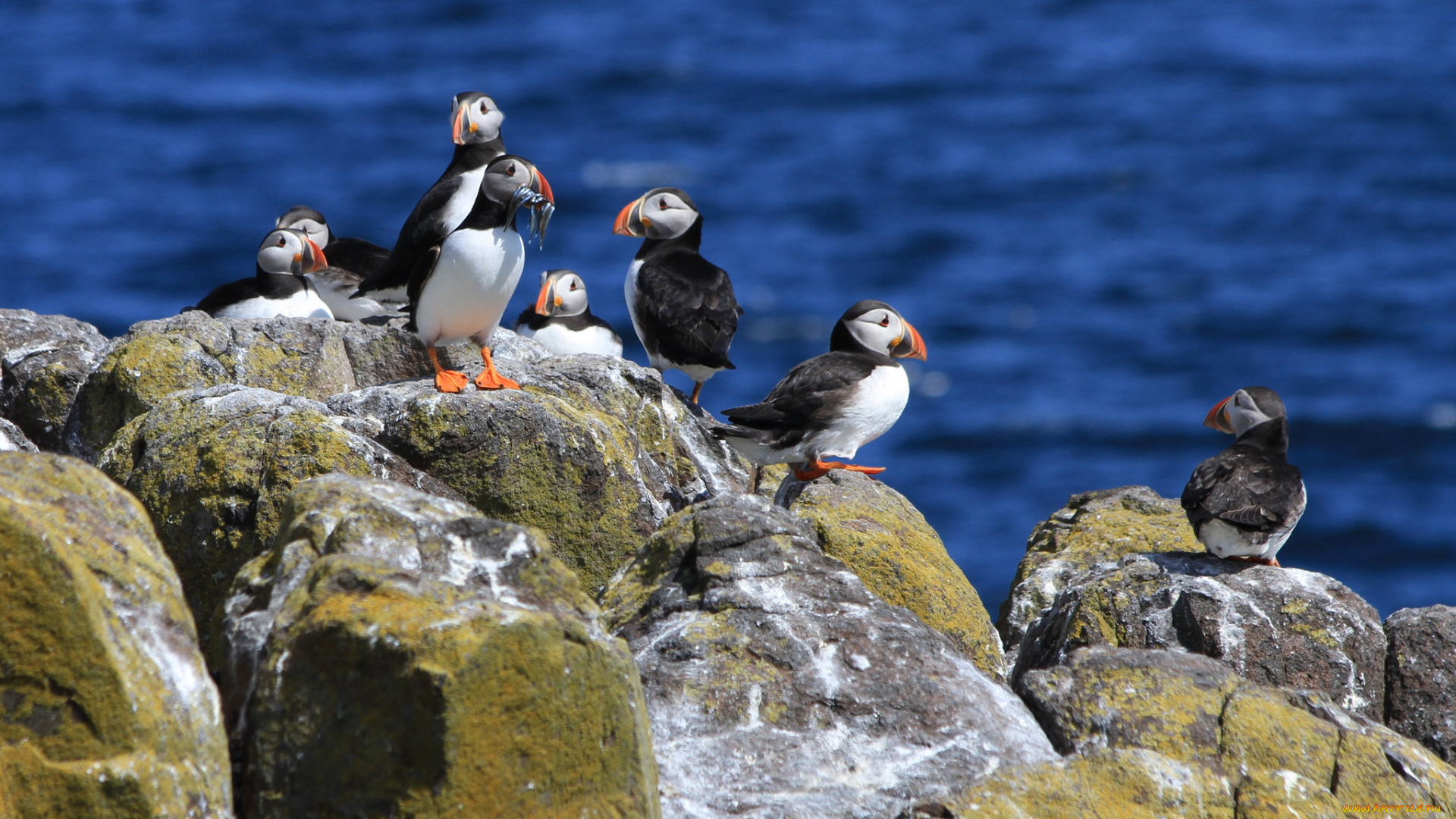 животные, тупики, берег, море, скала
