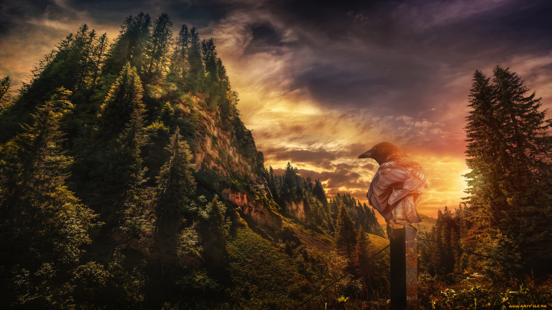 животные, вороны, , грачи, , галки, ворона, птица, закат, пейзаж