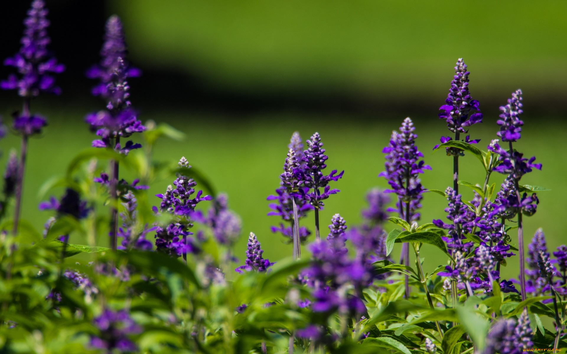 цветы, луговые, , полевые, , цветы, лето, макро, шалфей