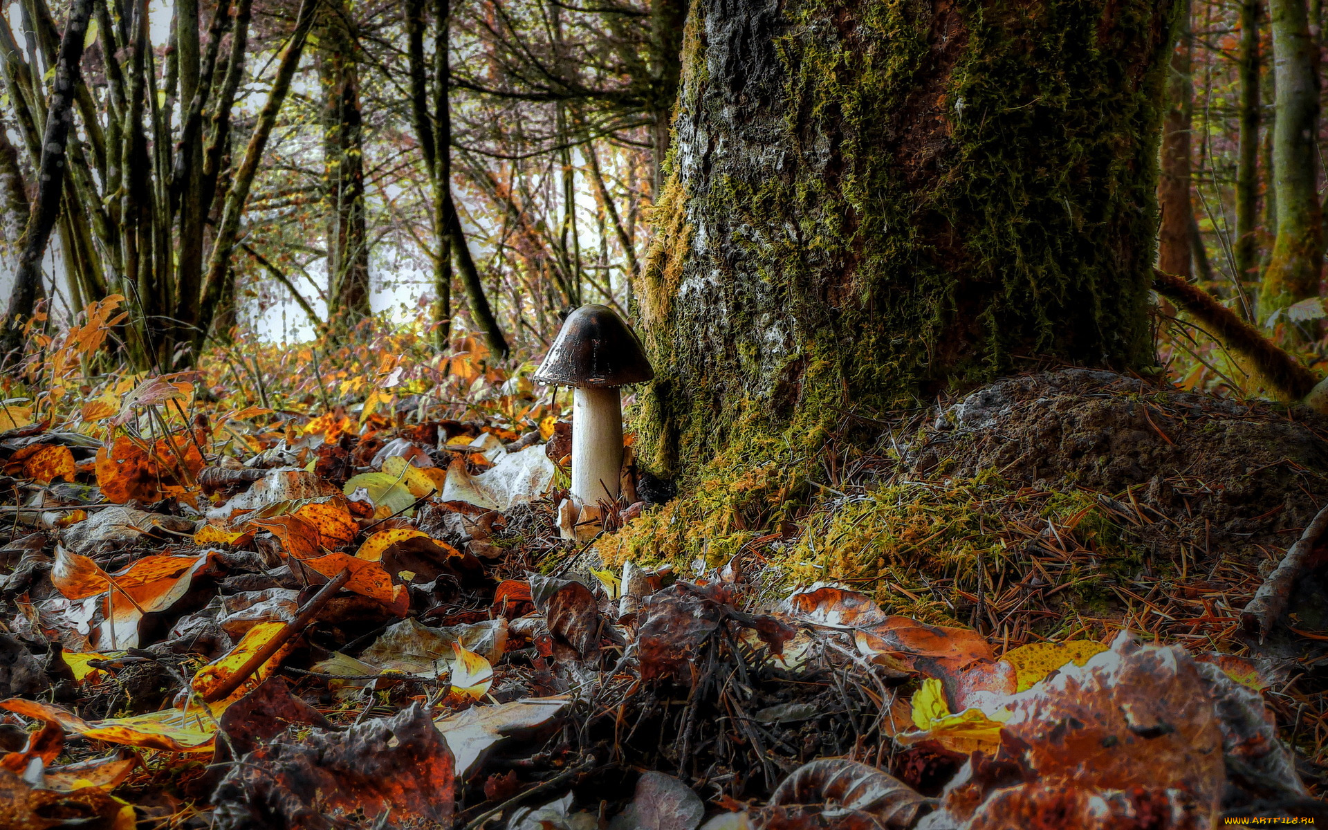 природа, грибы, листья, лес