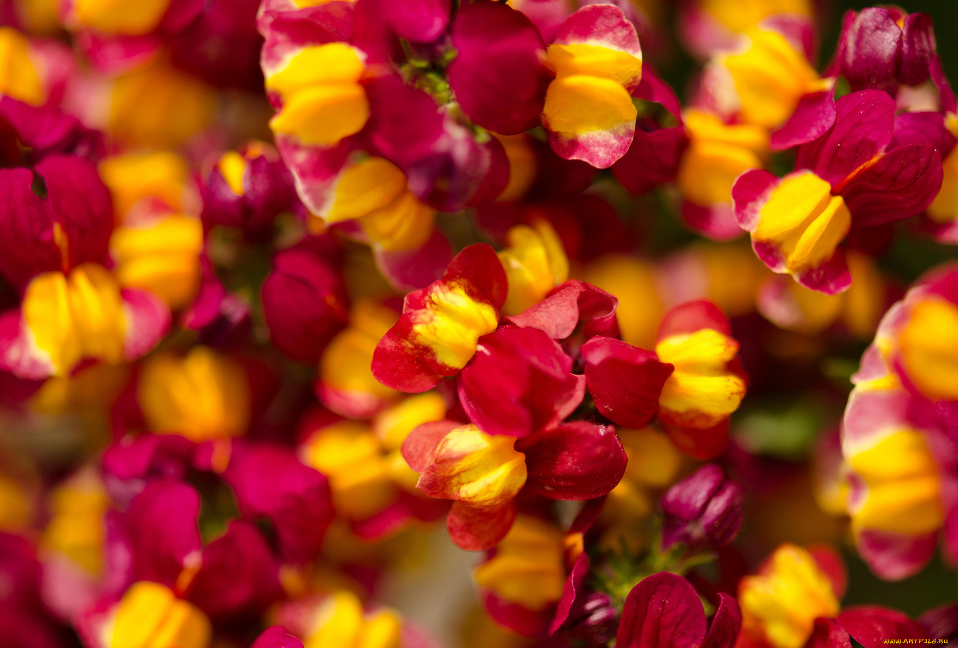 цветы, львиный, зев, мелкие, яркие, природа, много