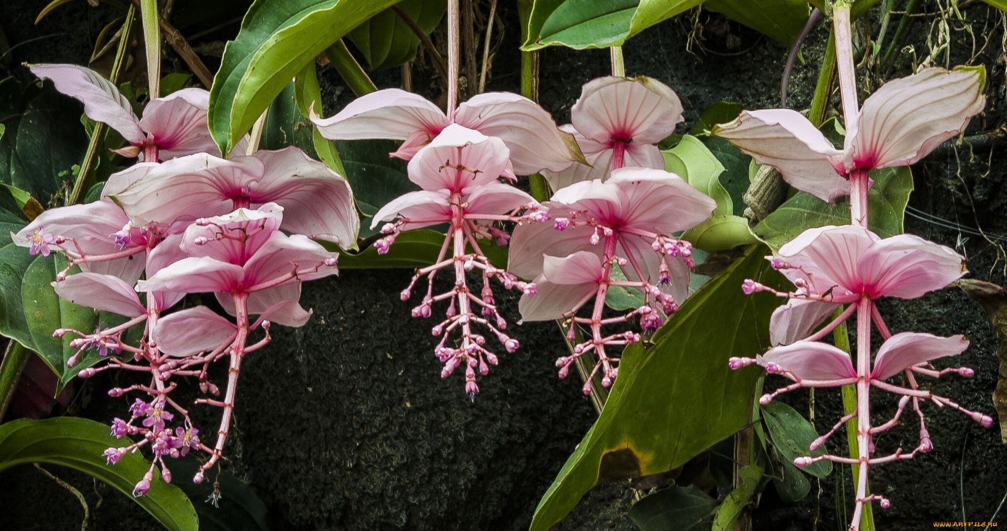 цветы, тропики, мединилла, великолепная