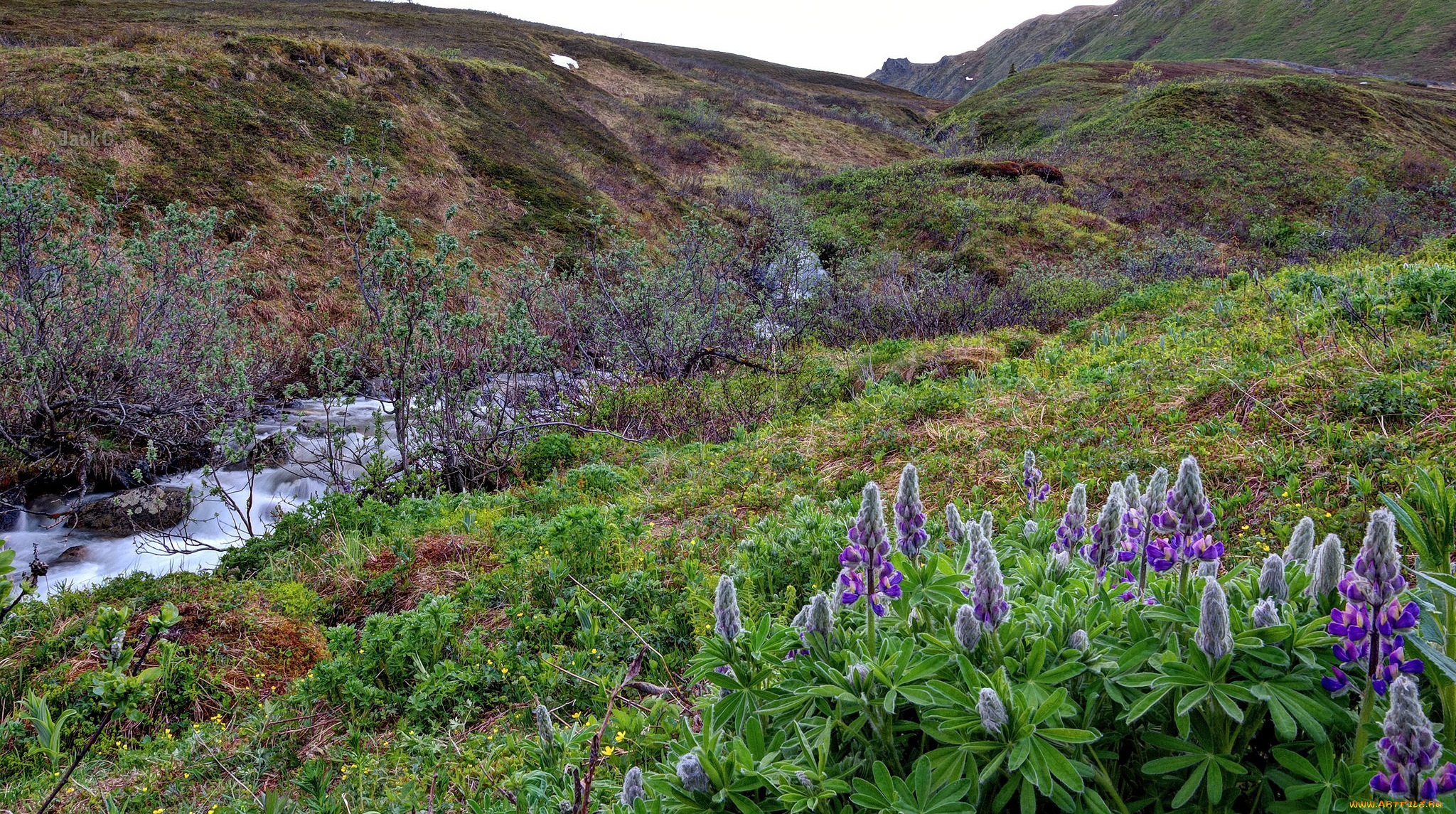 природа, реки, озера, ручей, овраг
