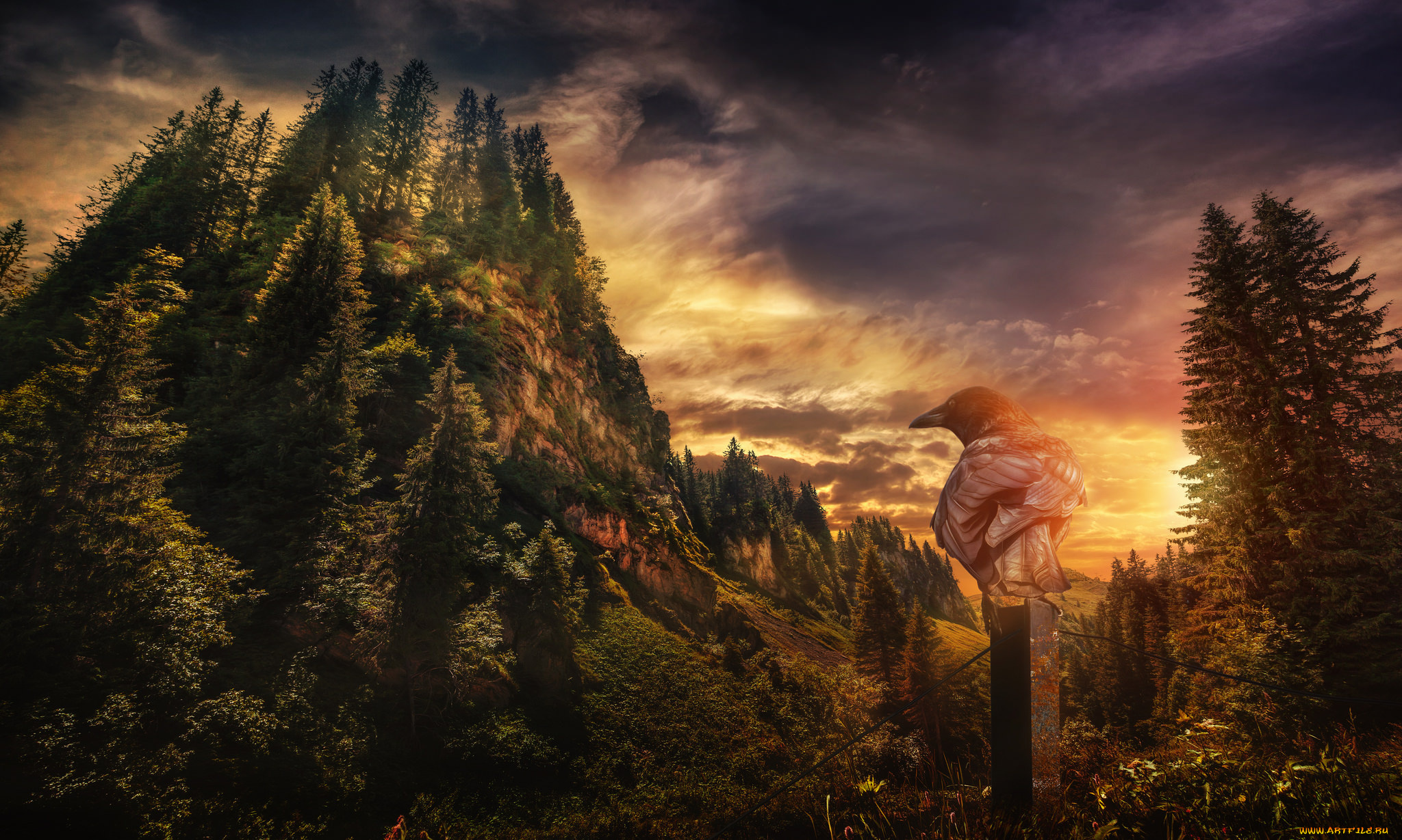 животные, вороны, , грачи, , галки, ворона, птица, закат, пейзаж