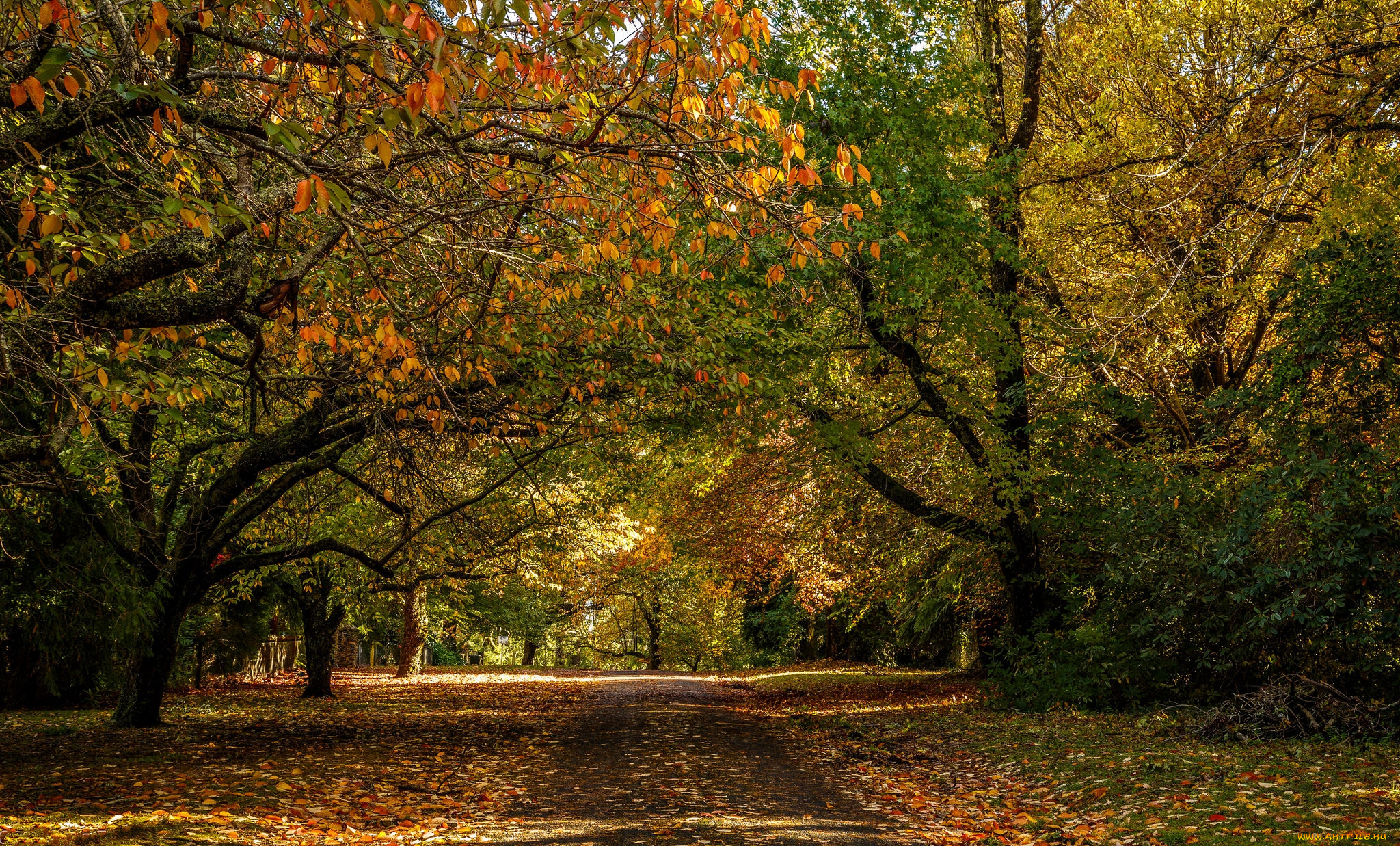 природа, дороги, листва, осень, лес, шоссе