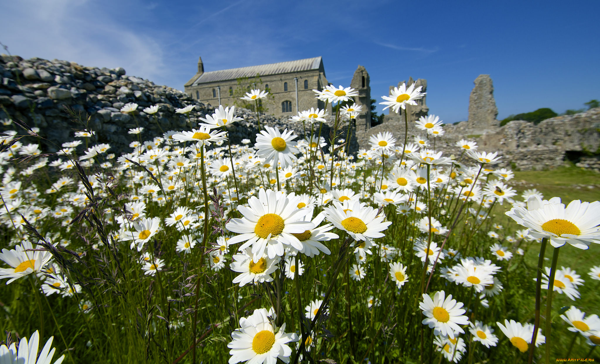 цветы, ромашки, лето, солнечно