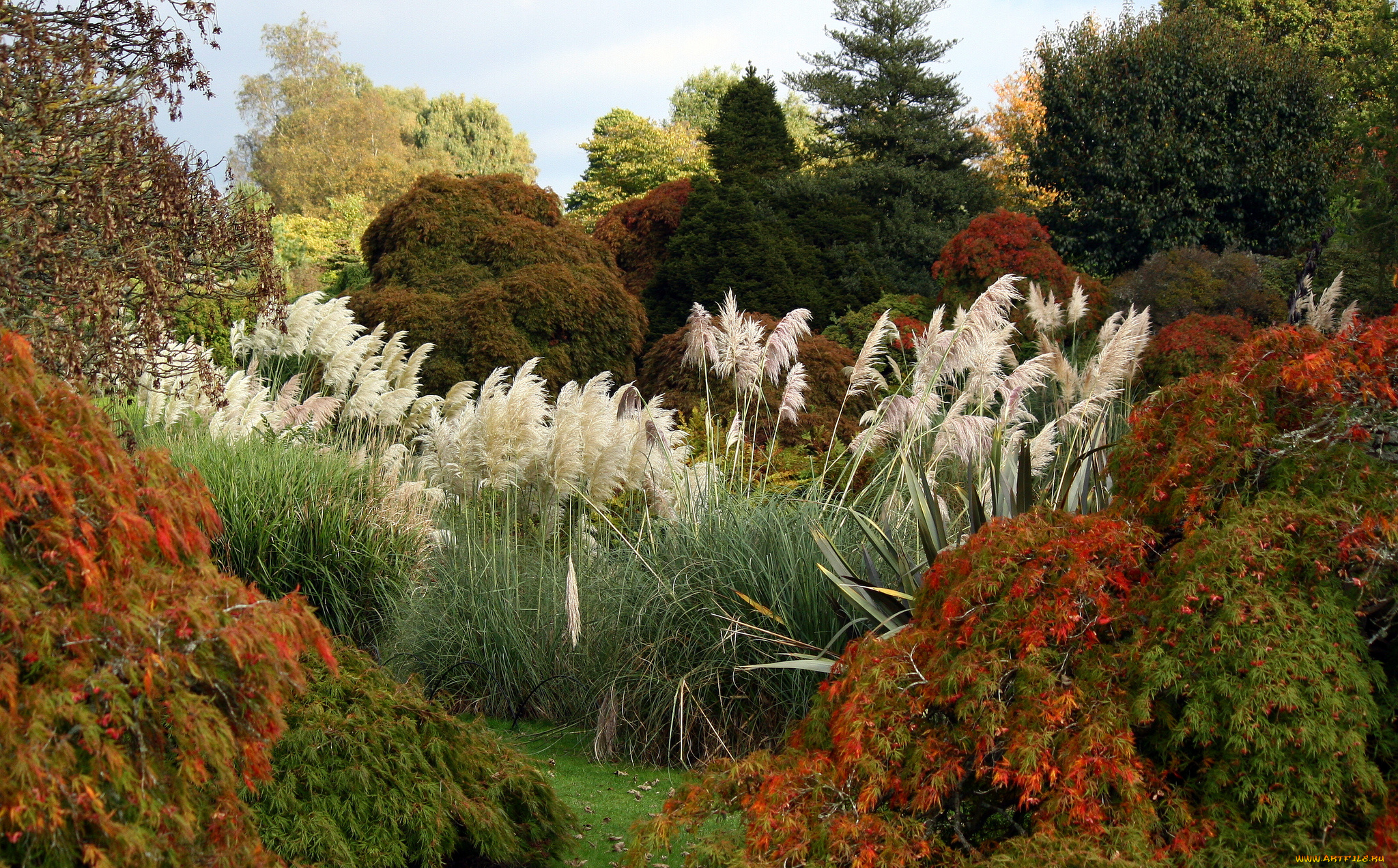 природа, парк, кусты, деревья, осень