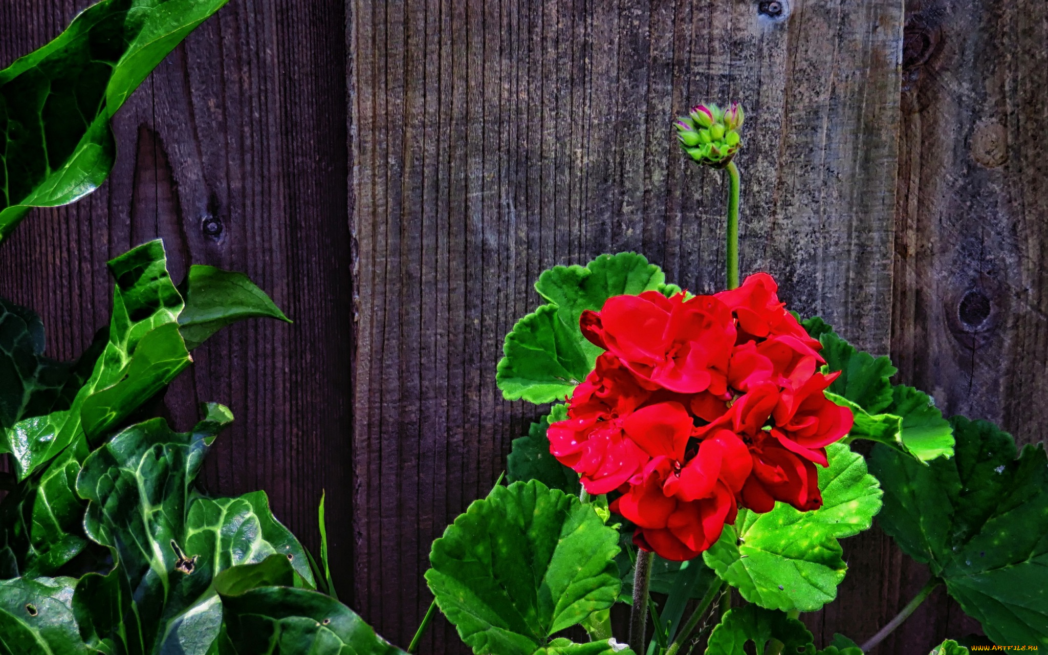 цветы, герань, зеленые, листья, стебли, забор, красная, доски