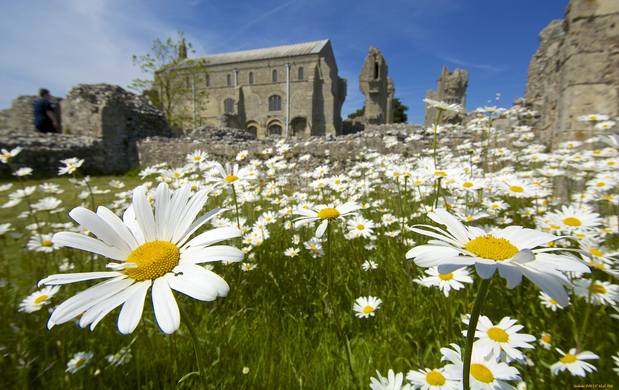 цветы, ромашки, лето, солнечно