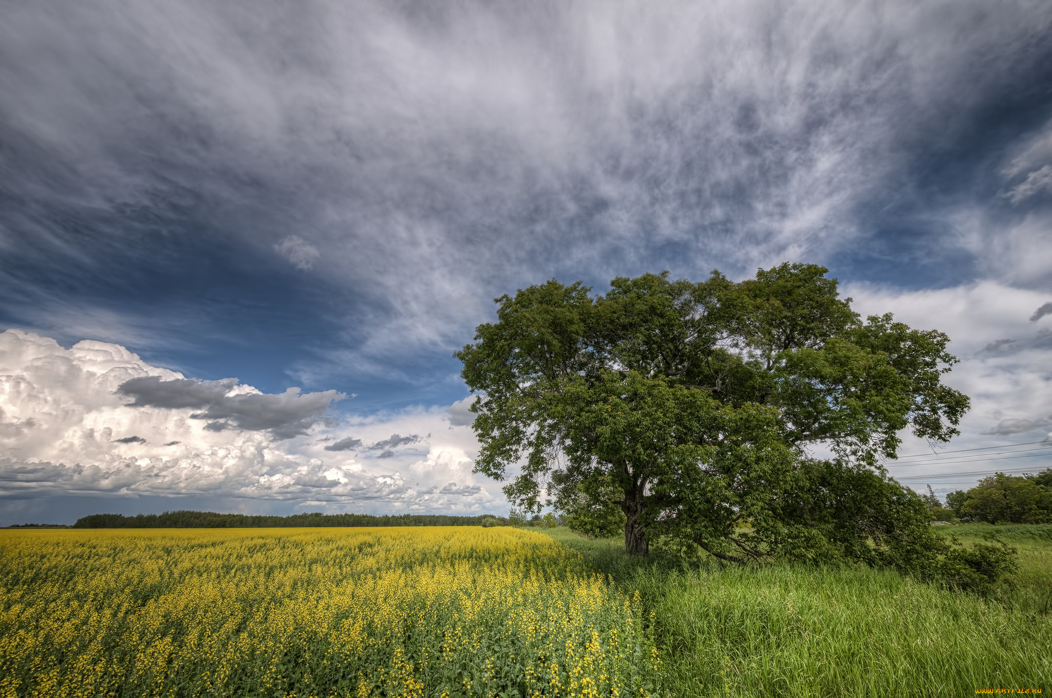 природа, деревья, дерево, поле