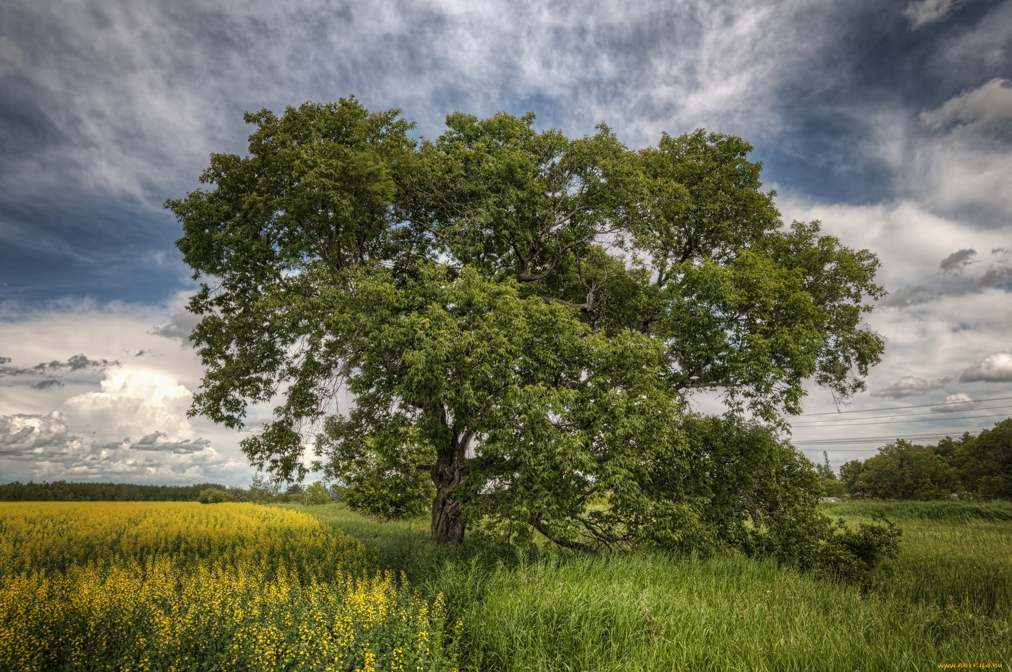 природа, деревья, дерево, поле