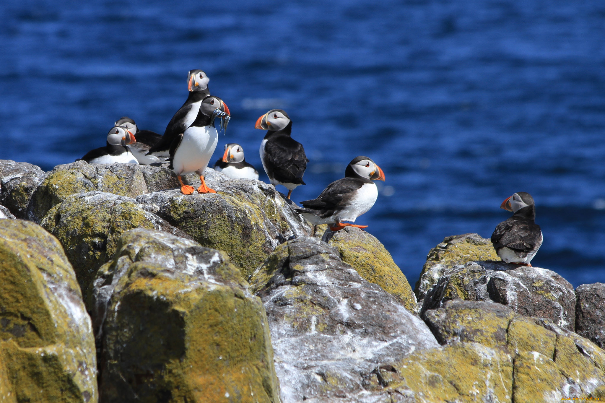 животные, тупики, берег, море, скала