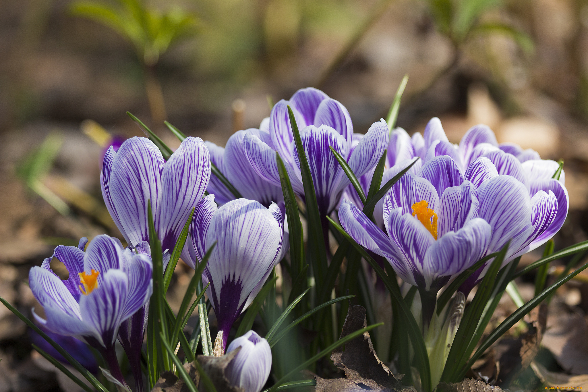 цветы, крокусы, лепестки, весна