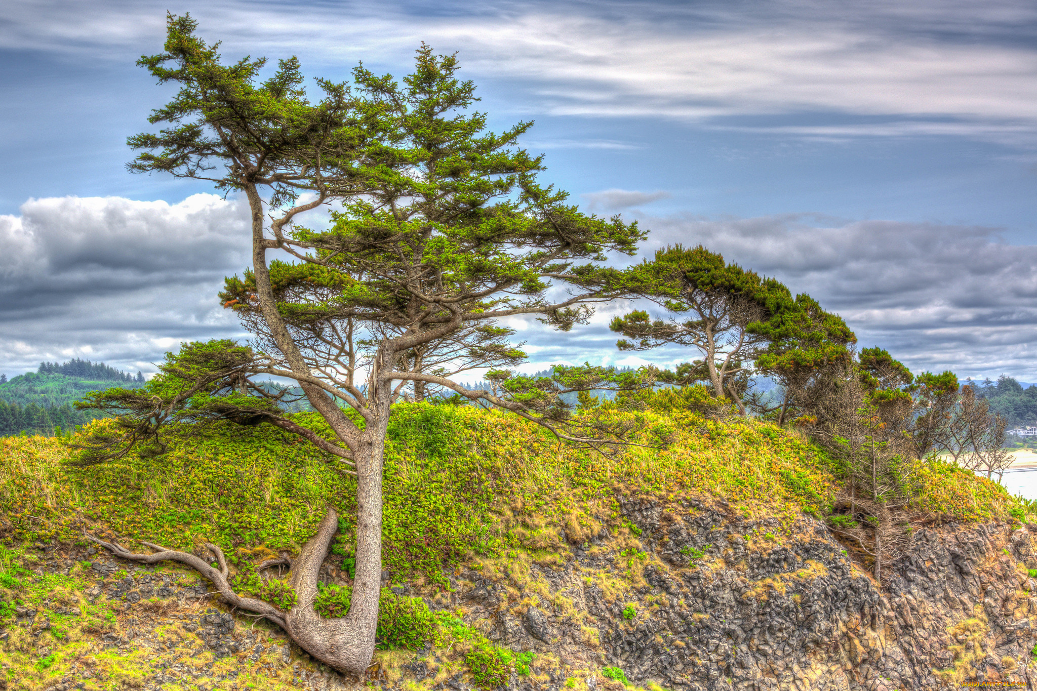 природа, деревья, сосна, облака, горы