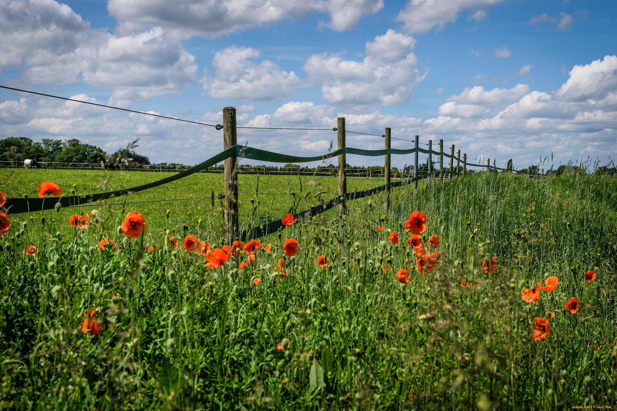 природа, луга, трава, цветы