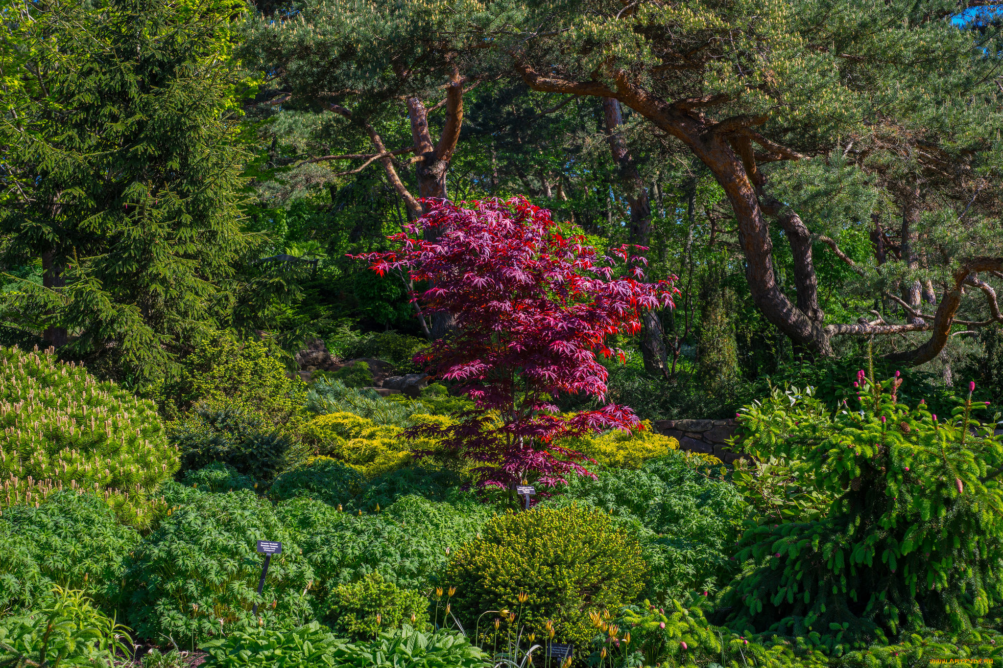 природа, парк, кусты, деревья