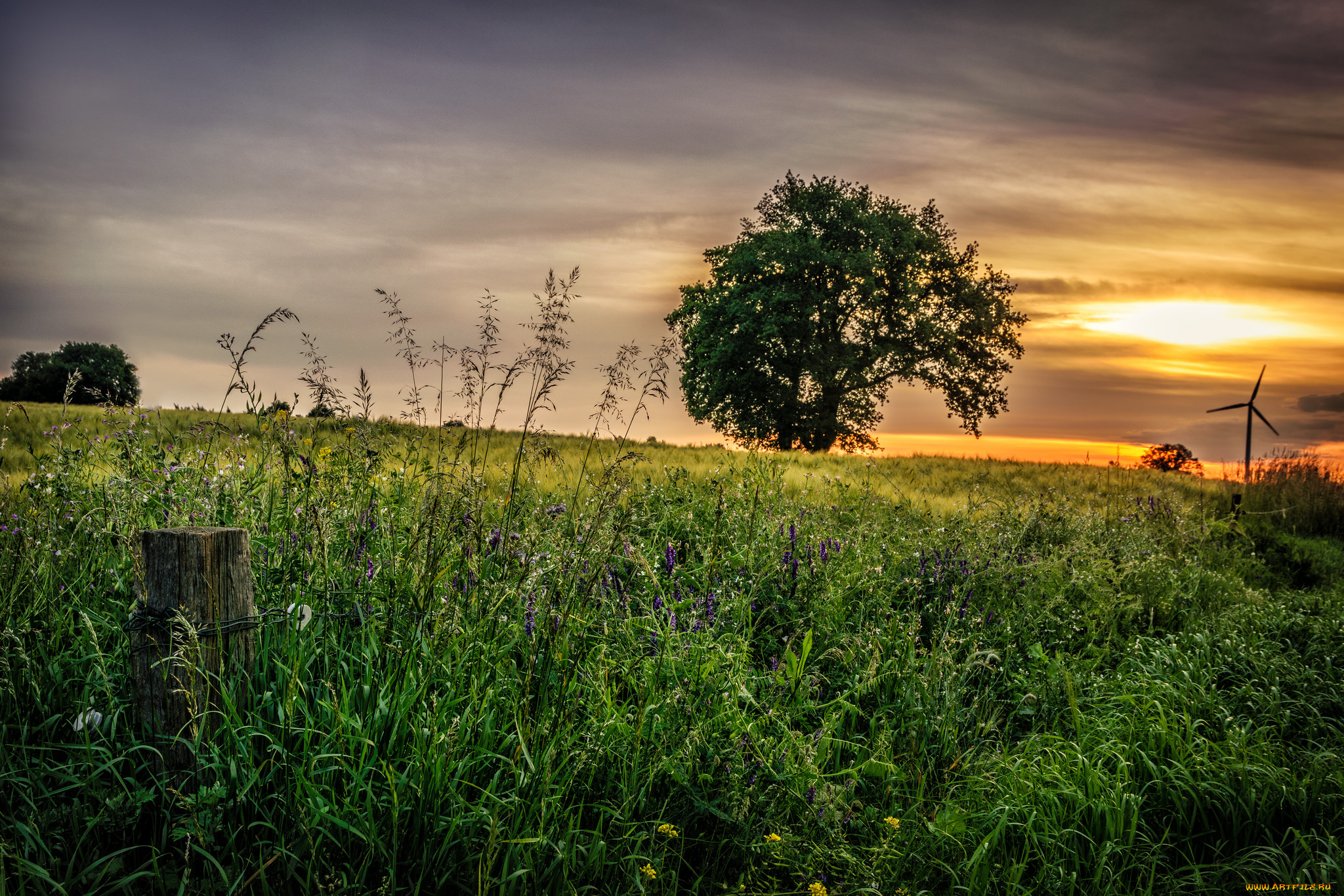 природа, пейзажи, поле, трава, дерево, тучи, свет