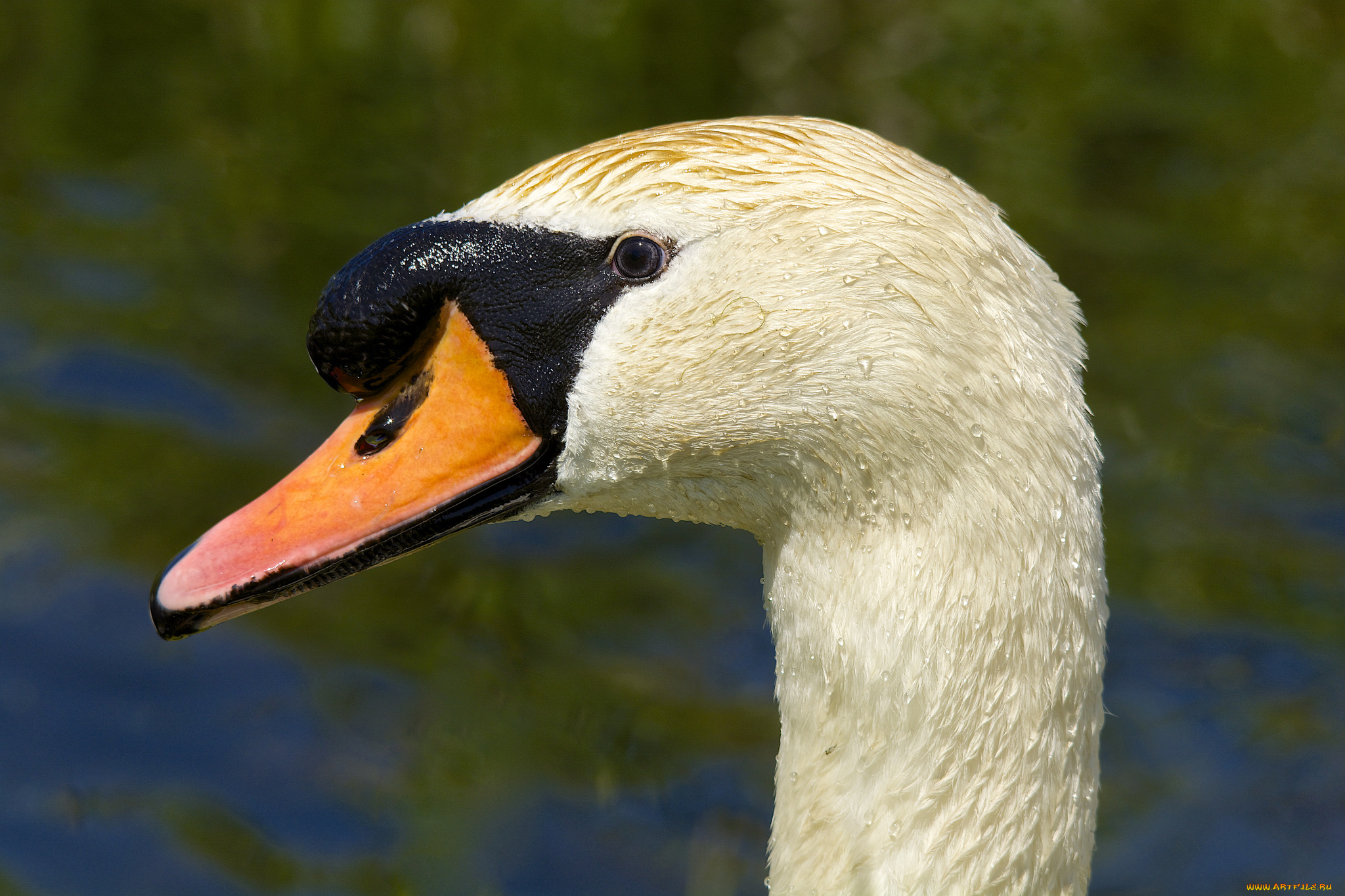 животные, лебеди, портрет, лебедь