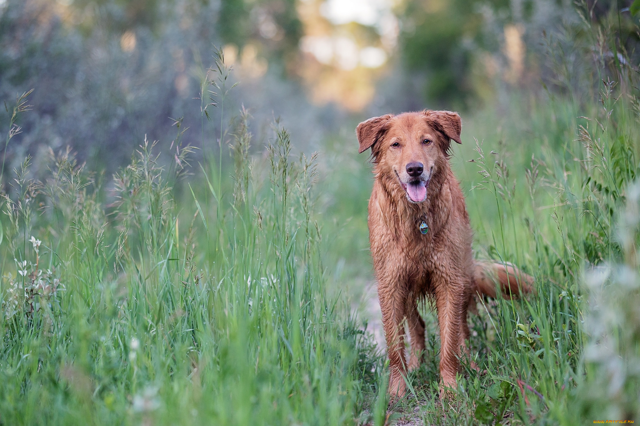 животные, собаки, луг, трава, собака, взгляд