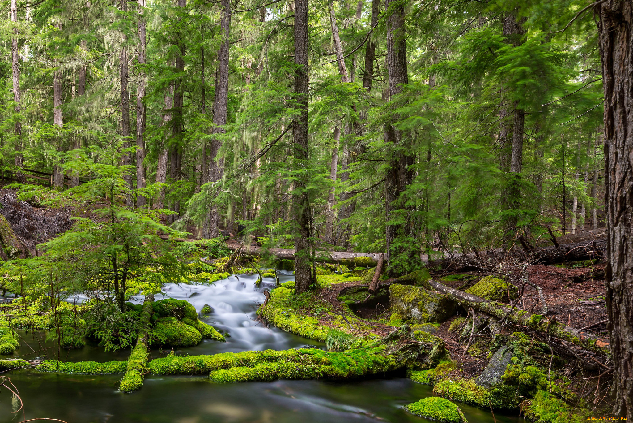 природа, реки, озера, река, лес