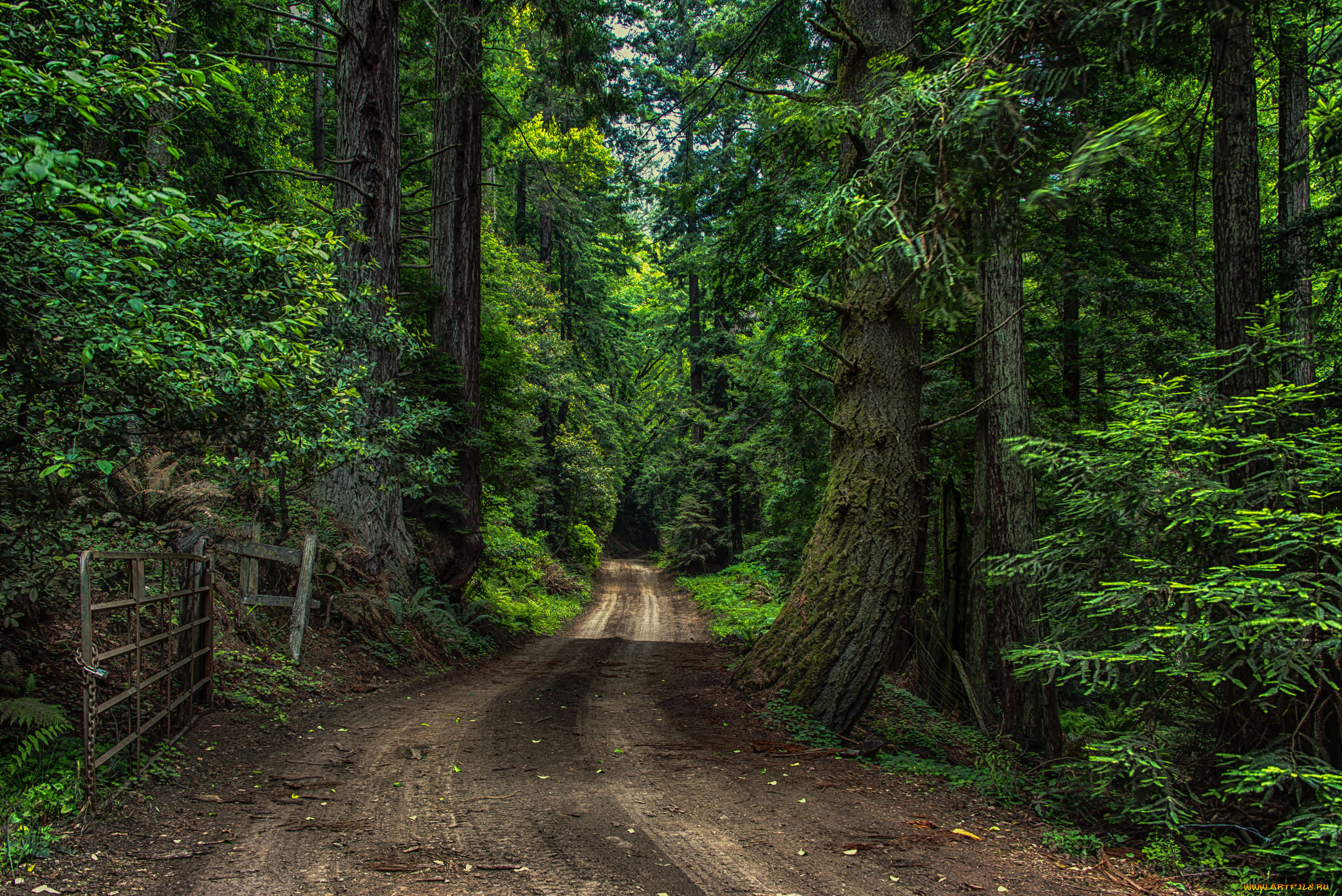 природа, дороги, тракт, лес