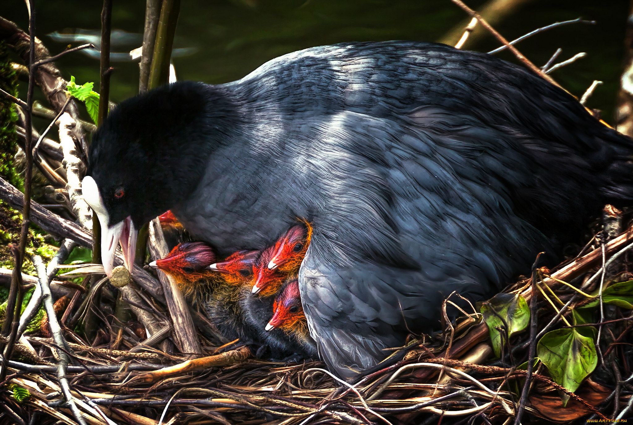 животные, птицы, птица, мама, малыши, птенцы, гнездо