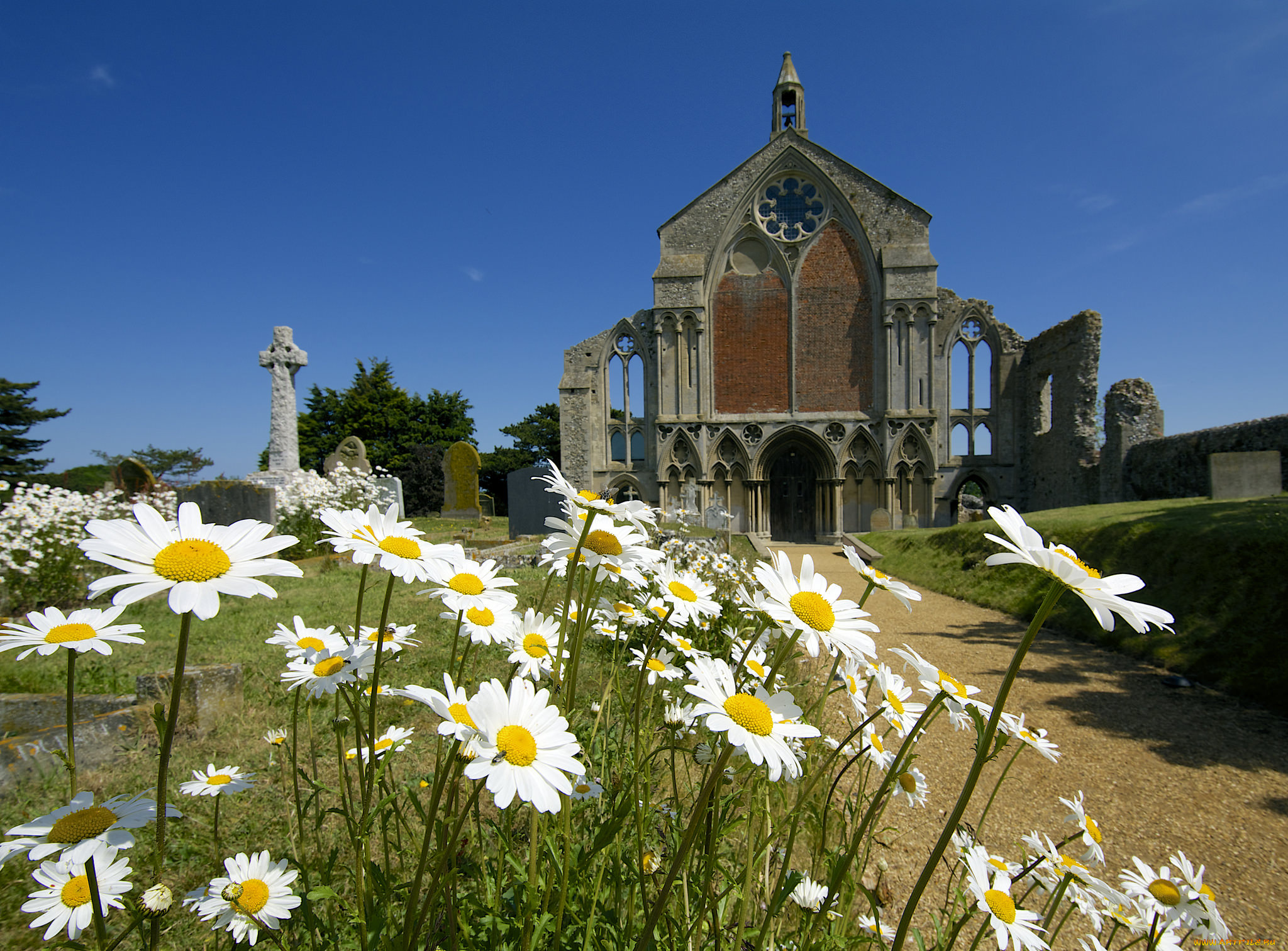 цветы, ромашки, солнечно