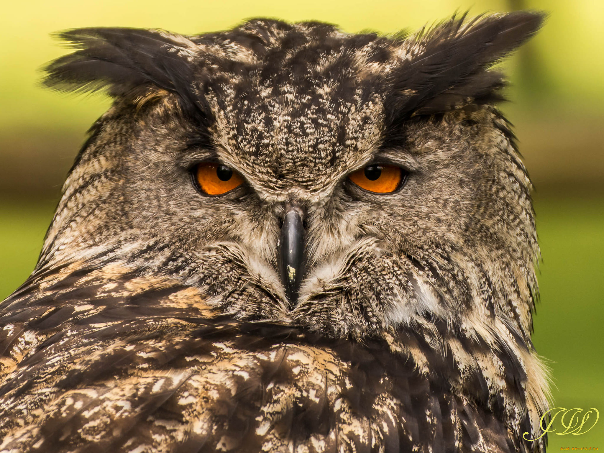 животные, совы, филин, портрет, взгляд