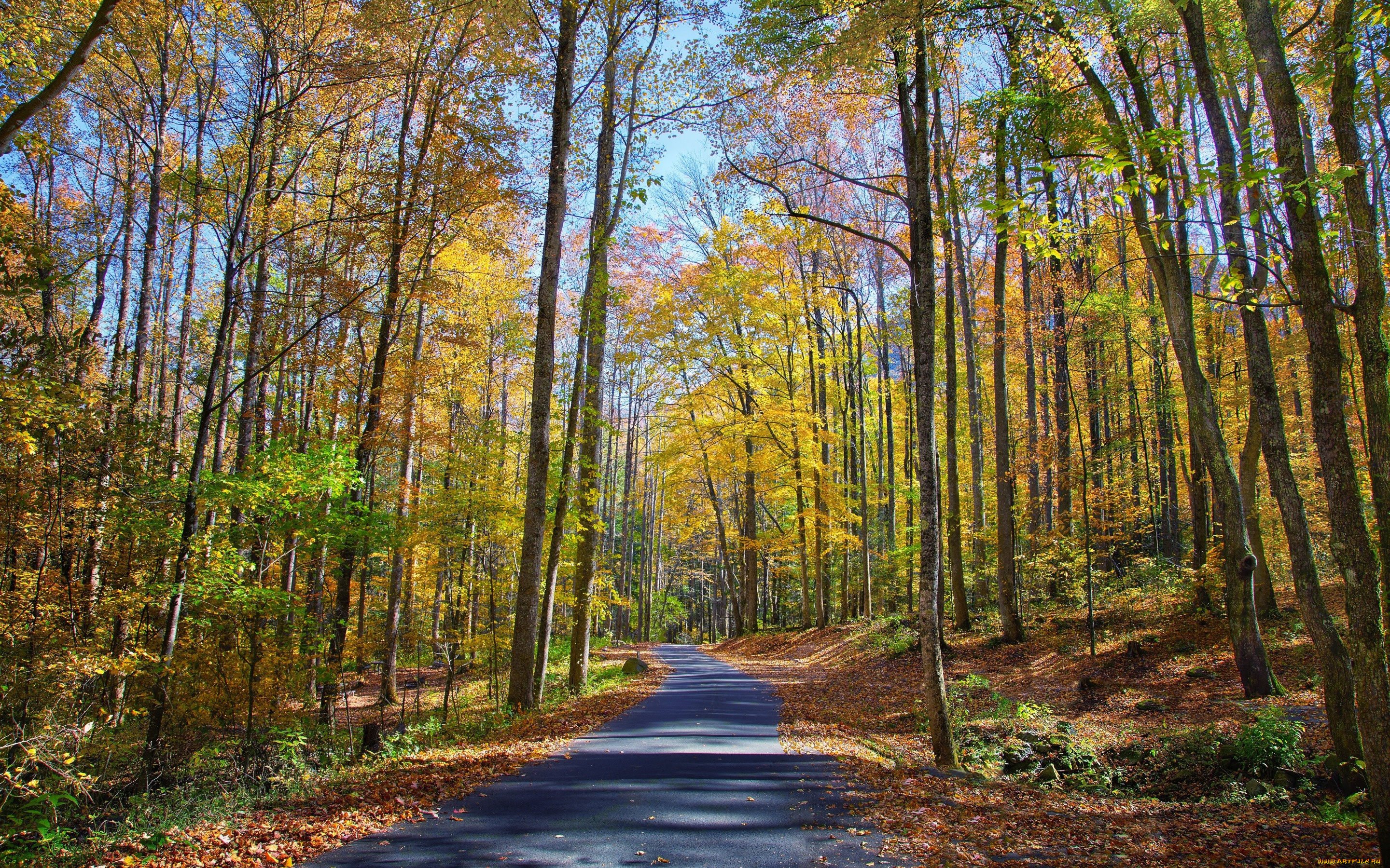 природа, дороги, осень, лес, деревья, дорога