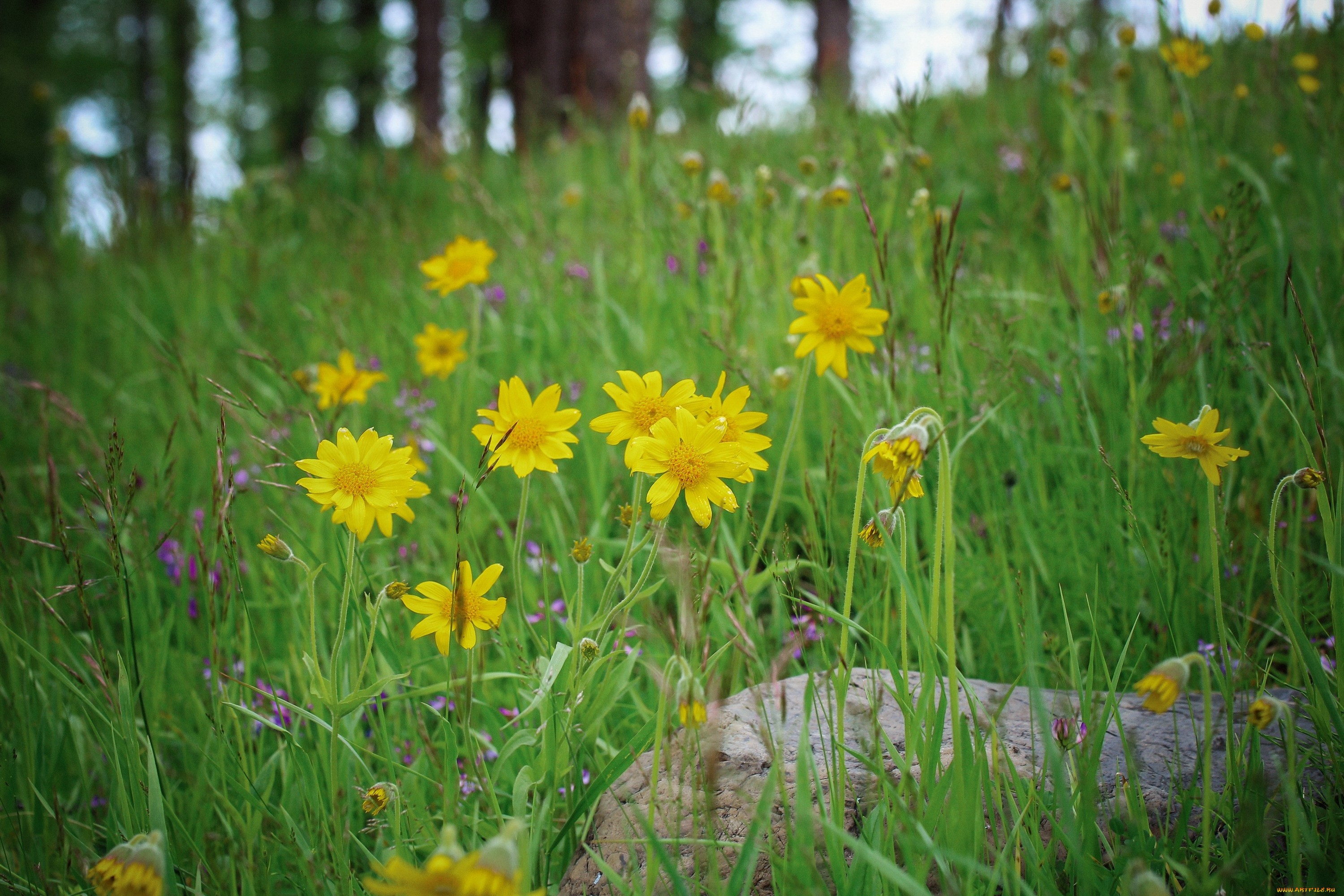 цветы, луговые, , полевые, , цветы, лепестки, желтые