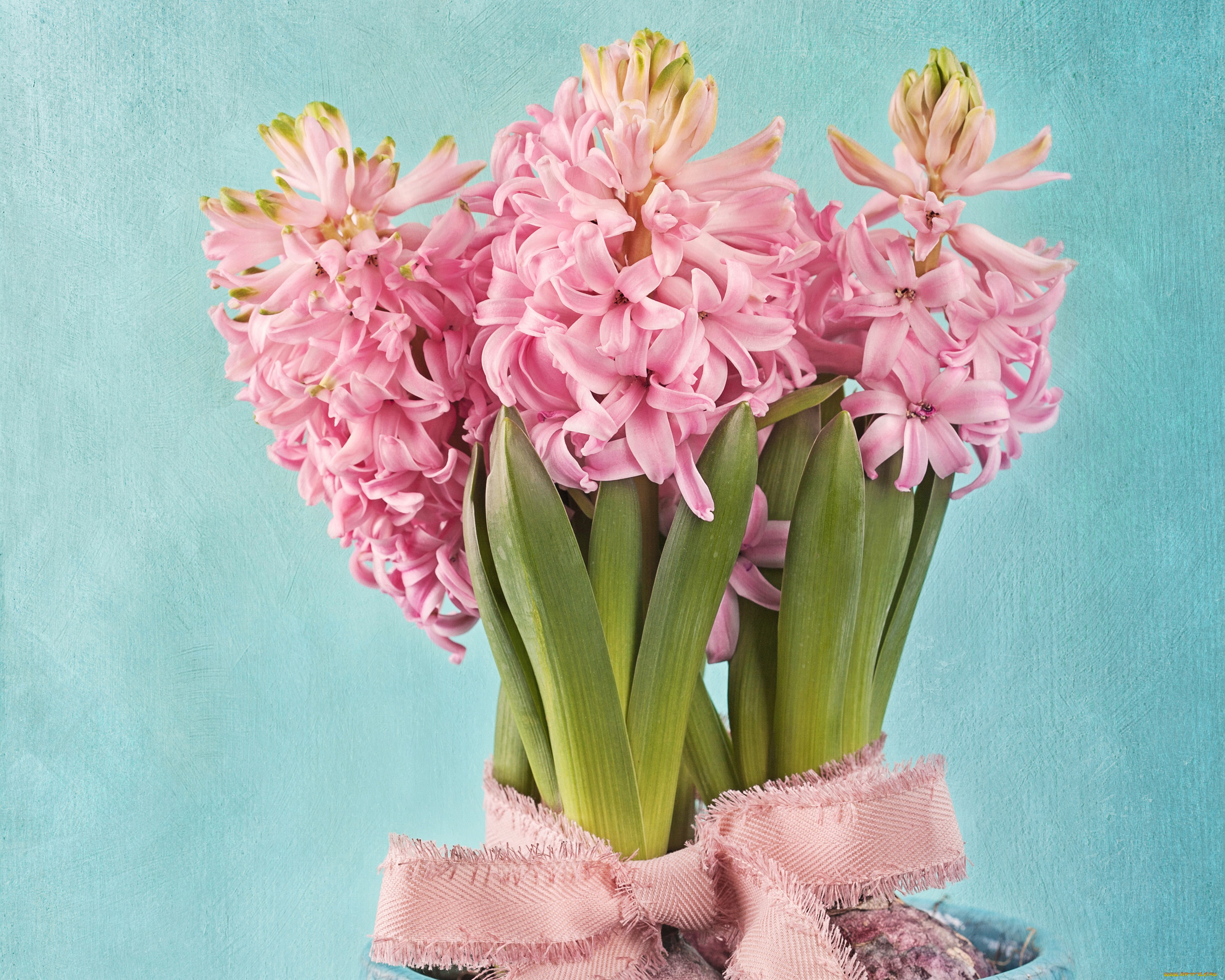 цветы, гиацинты, фон, листья, цветки, розовые, тесьма